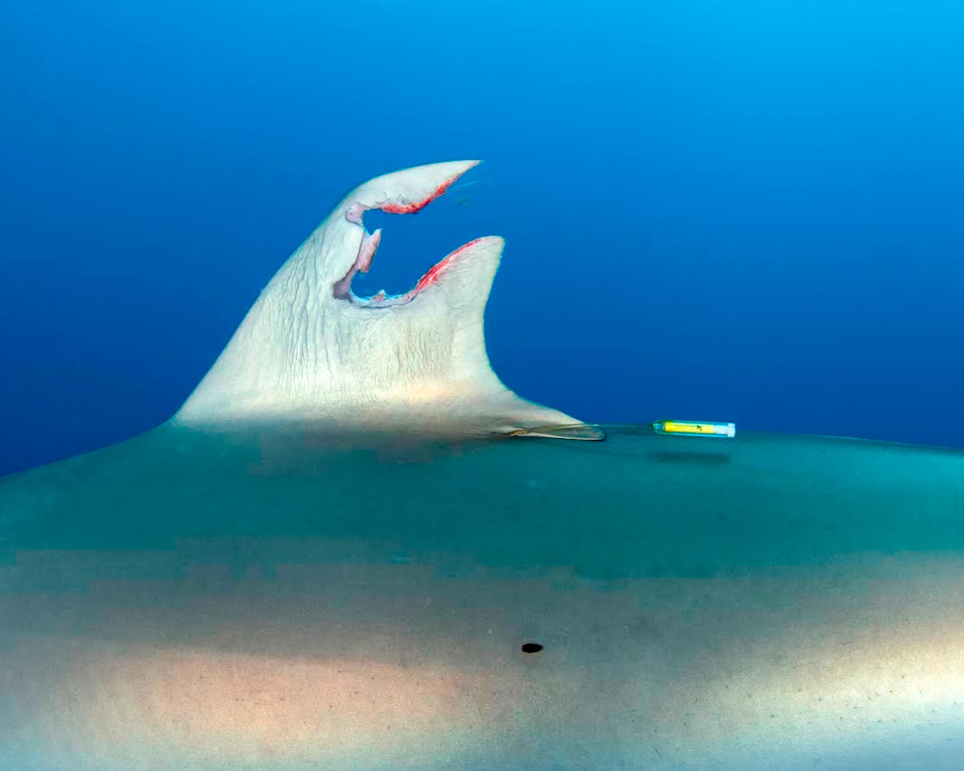 Shark-Fin-Damage.jpg