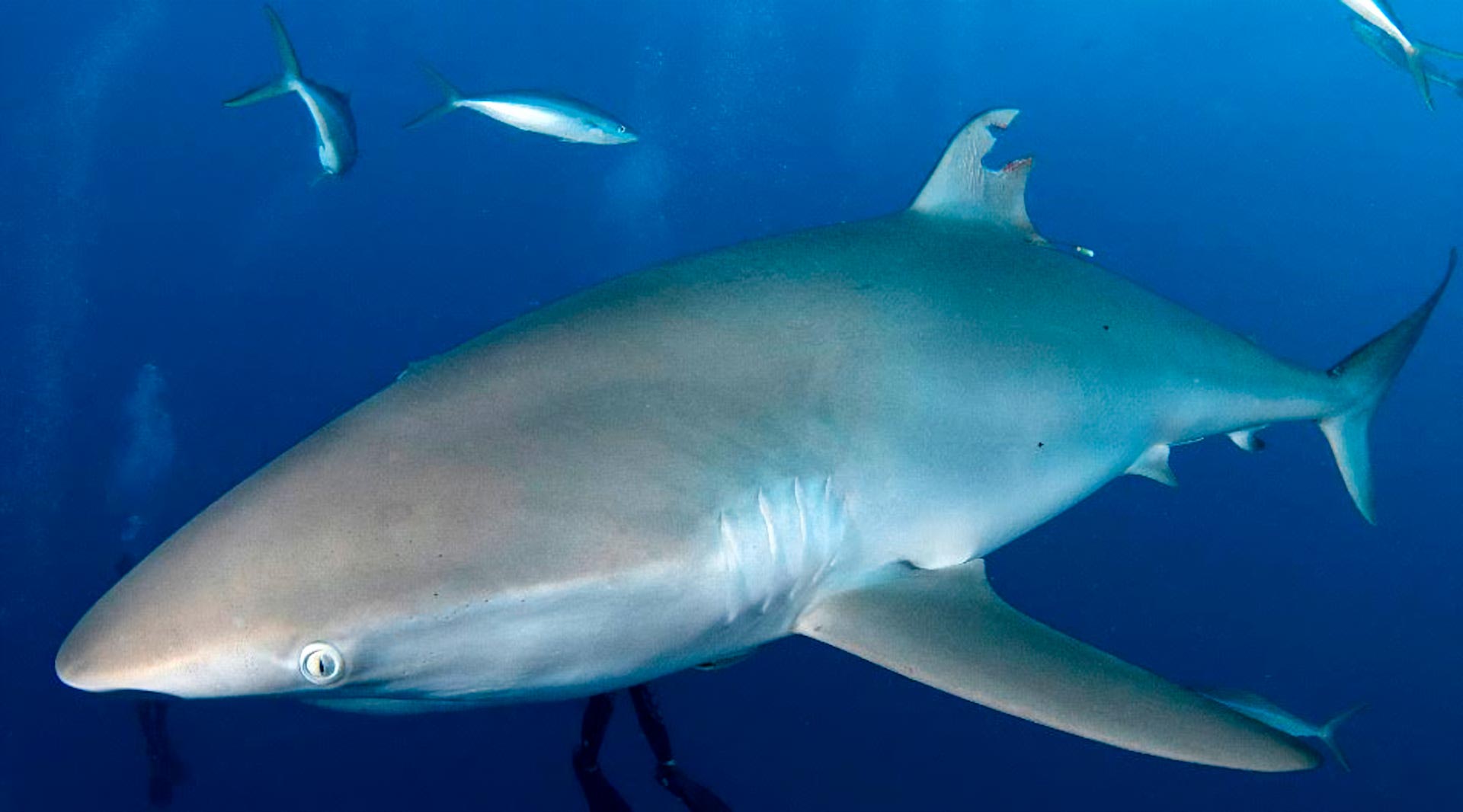 Wounded-Silky-Shark-July-2022.jpg