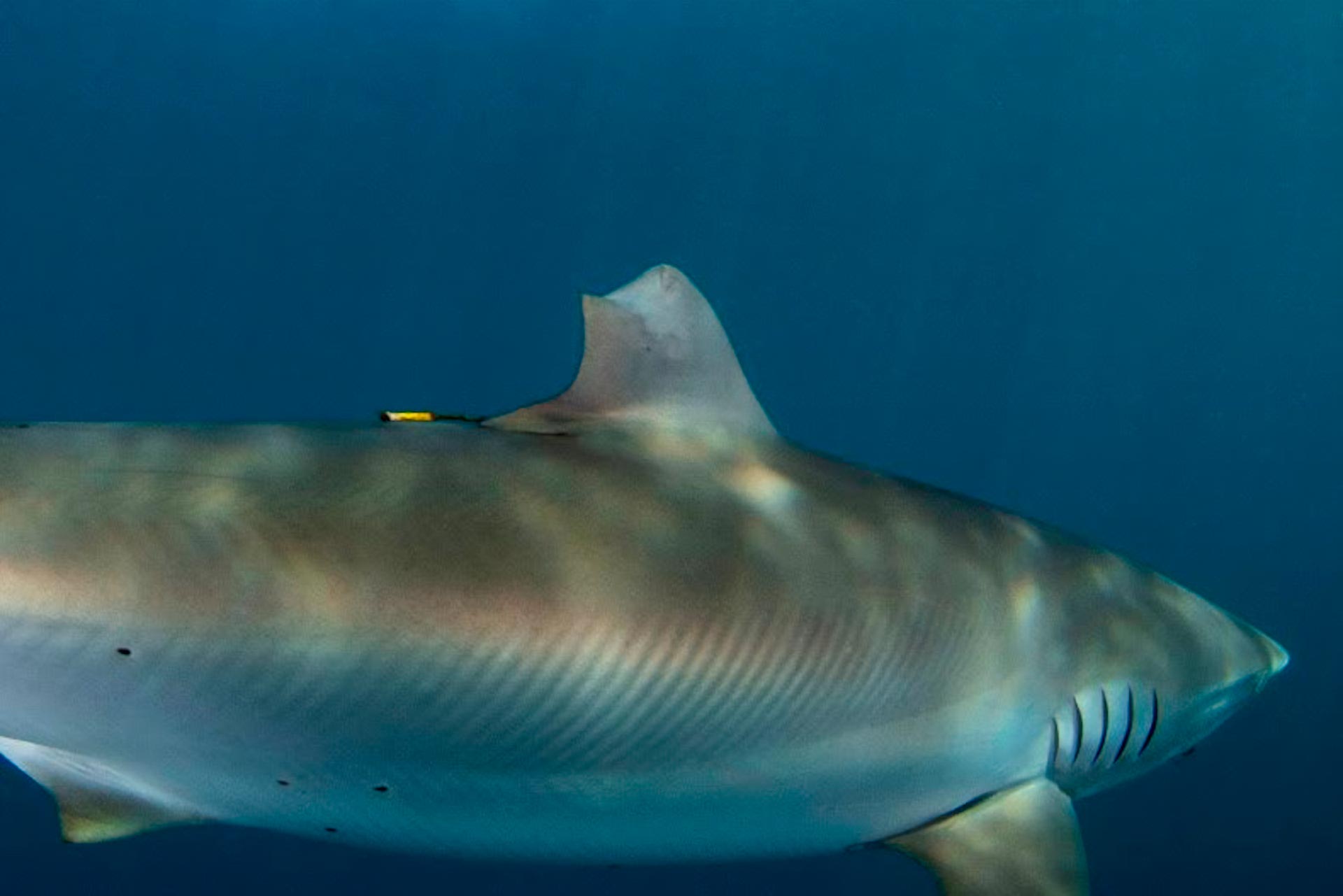 Healed-Silky-Shark-June-2023.jpg