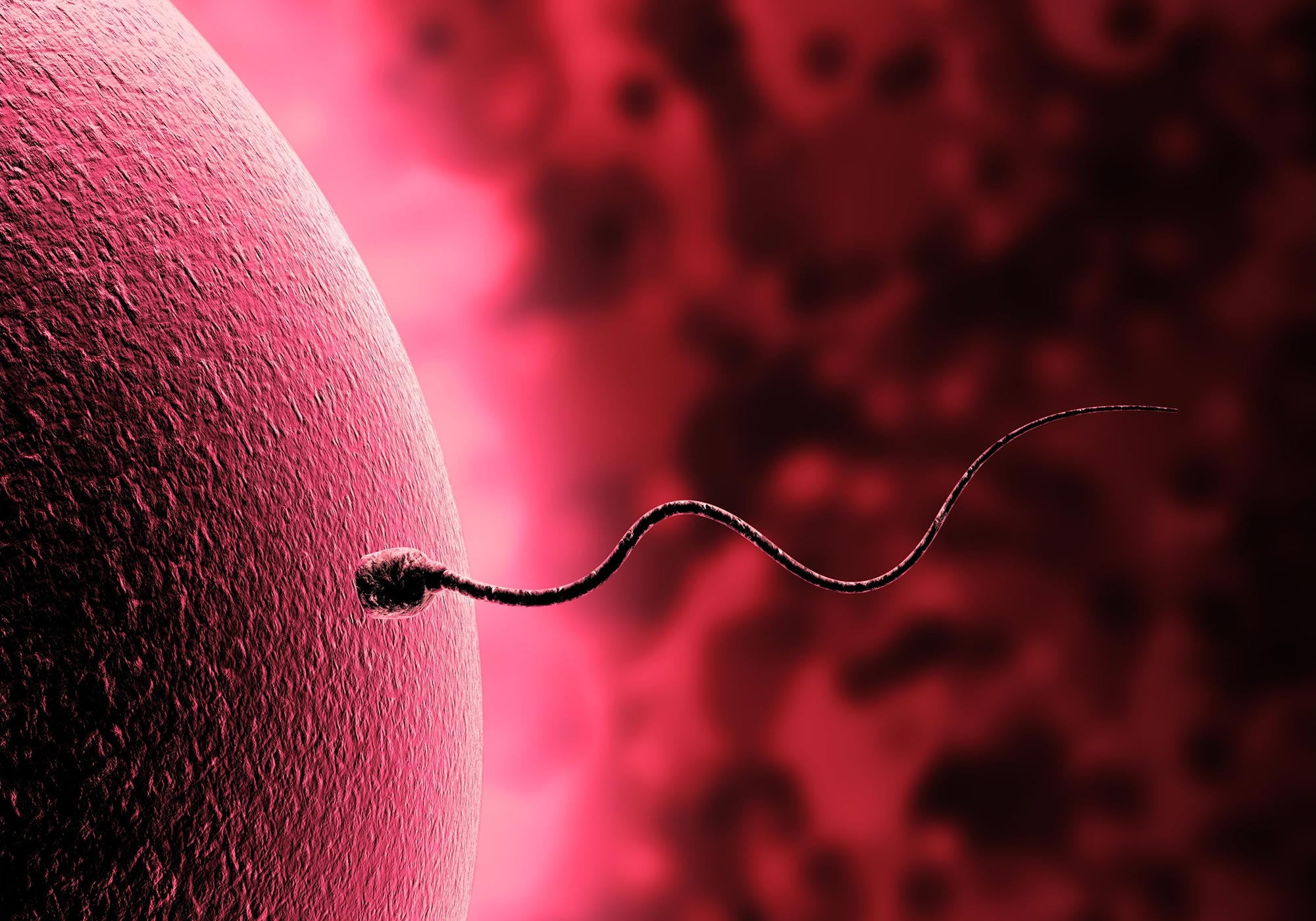 Sperm-and-Egg-Cells.jpg
