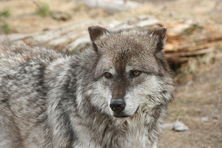 wolf-yellowstone-animal-mammal-preview.jpg