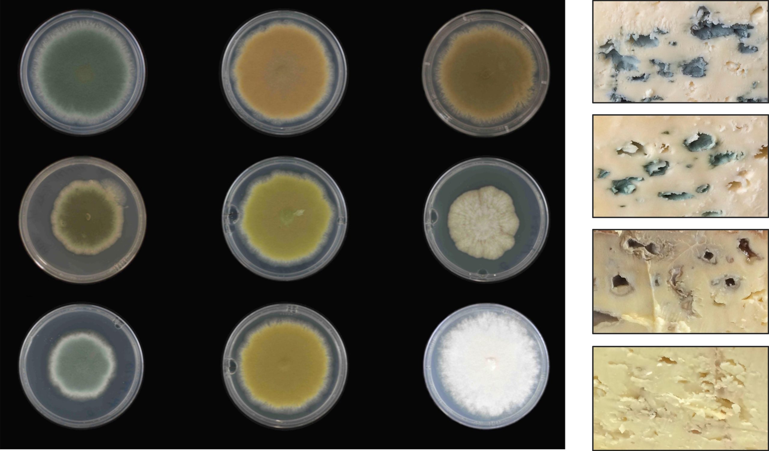 UV-Mutants-and-Cheeses-scaled.jpg
