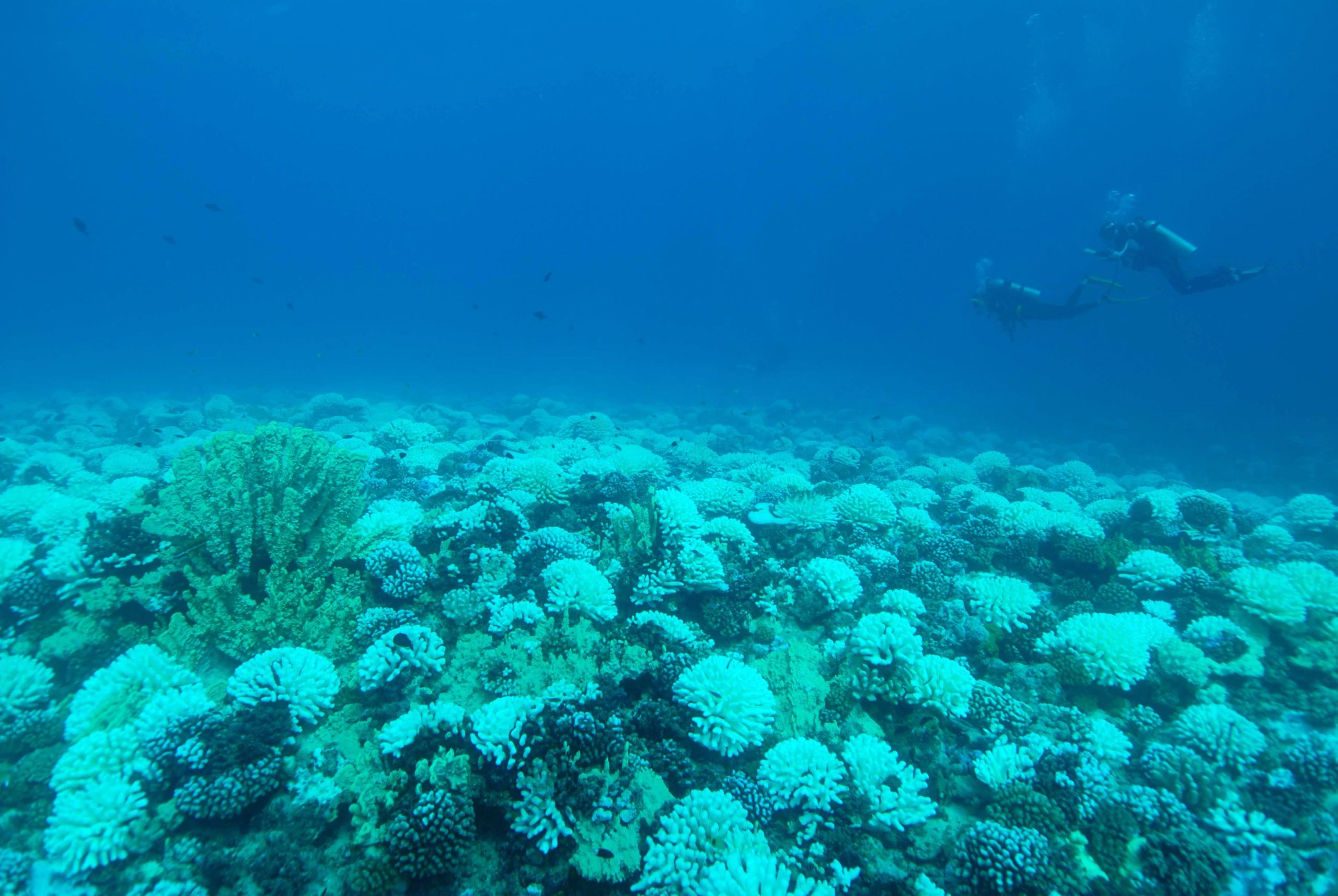 Coral-Reed-in-Moorea-French-Polynesia-scaled.jpg