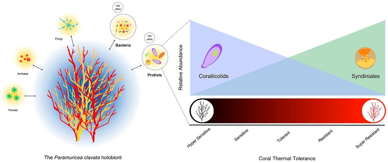 Single-Celled-Microbe-Helping-Corals-Survive-Climate-Change.jpg