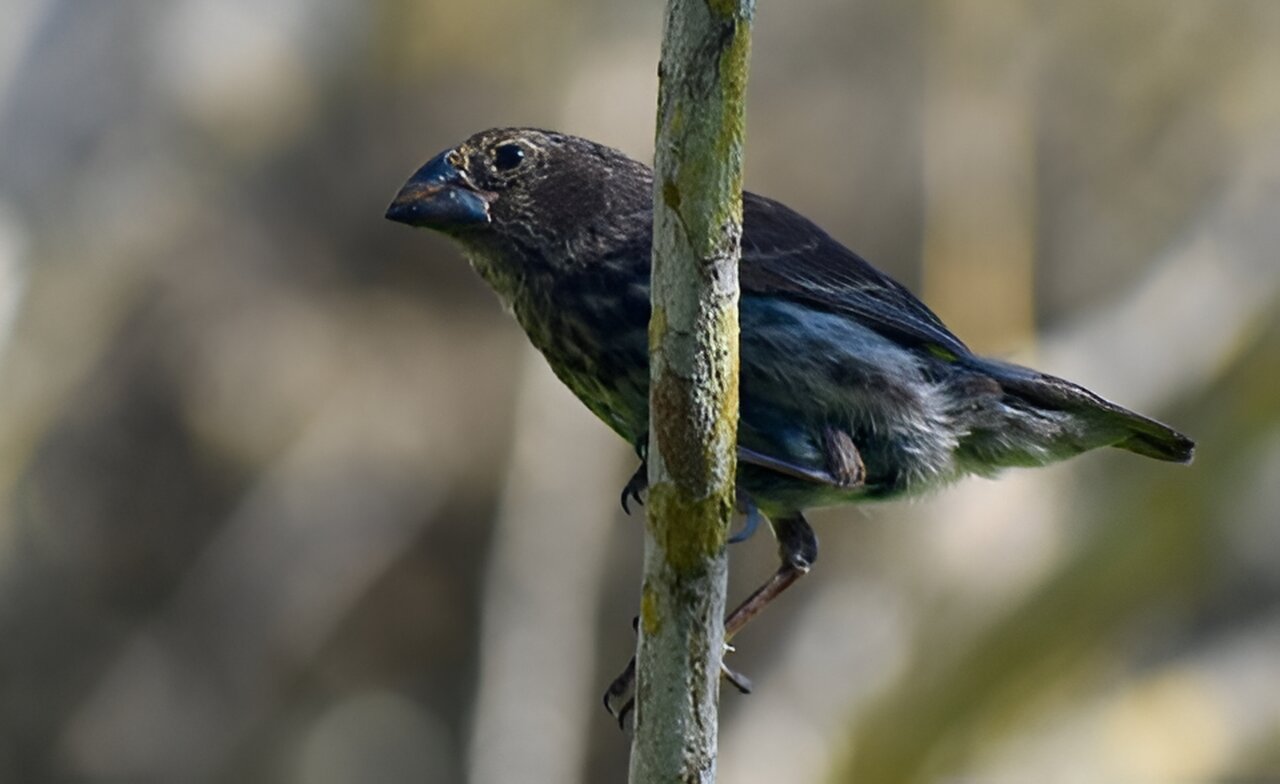 study-of-darwins-finch.jpg