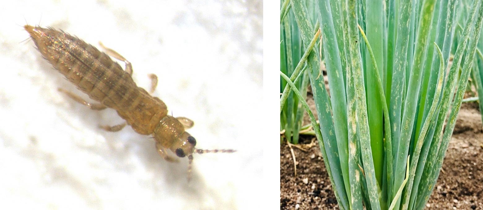 Onion-Thrips-Thrips-tabaci.jpg
