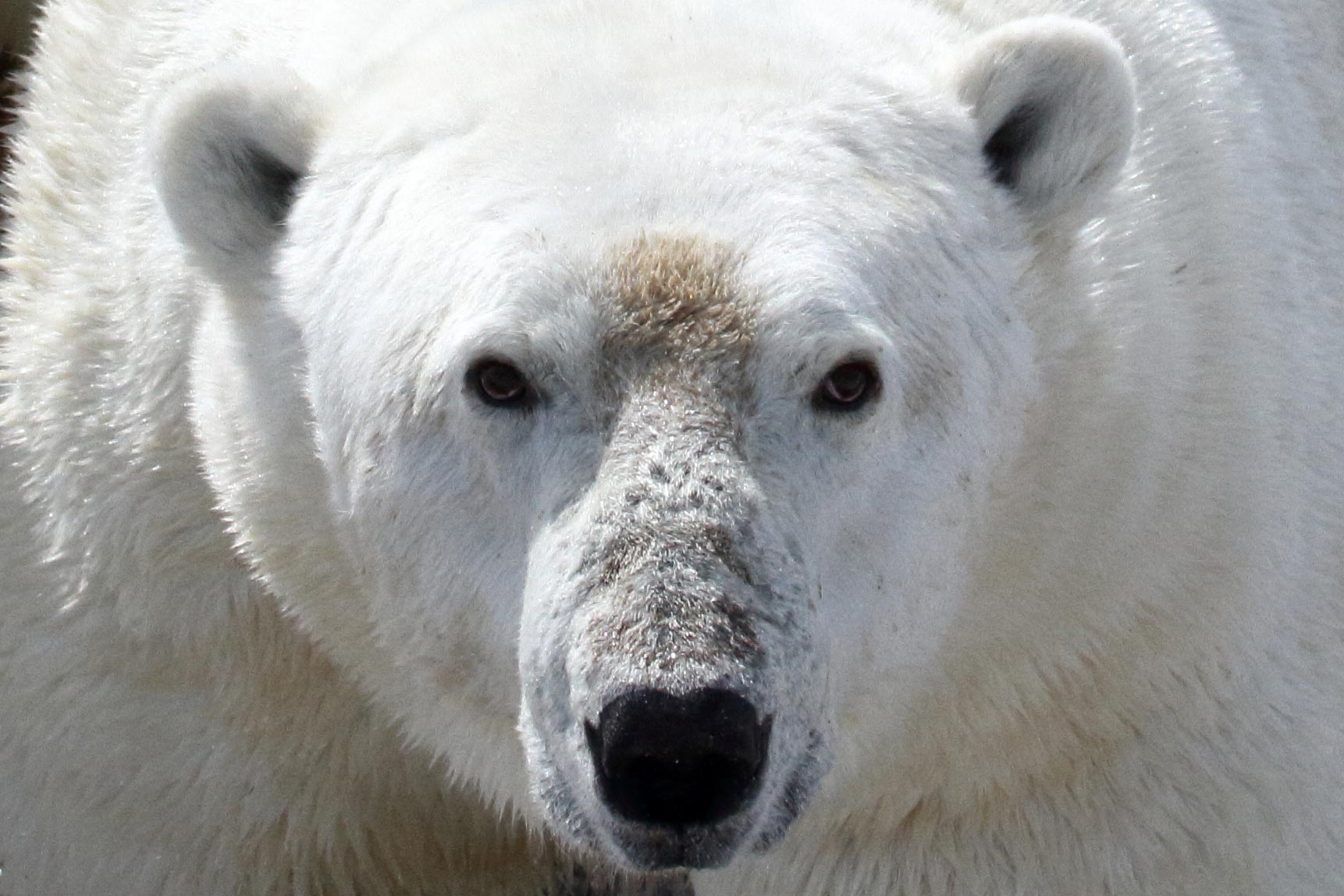 Polar-Bear-Western-Hudson-Bay-Region.jpg