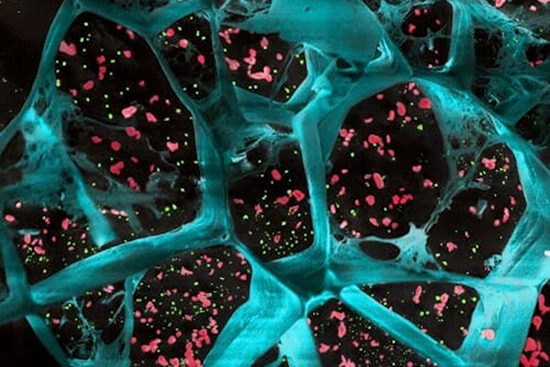 Nanocolloidal-hydrogel-mimics_figure.jpg