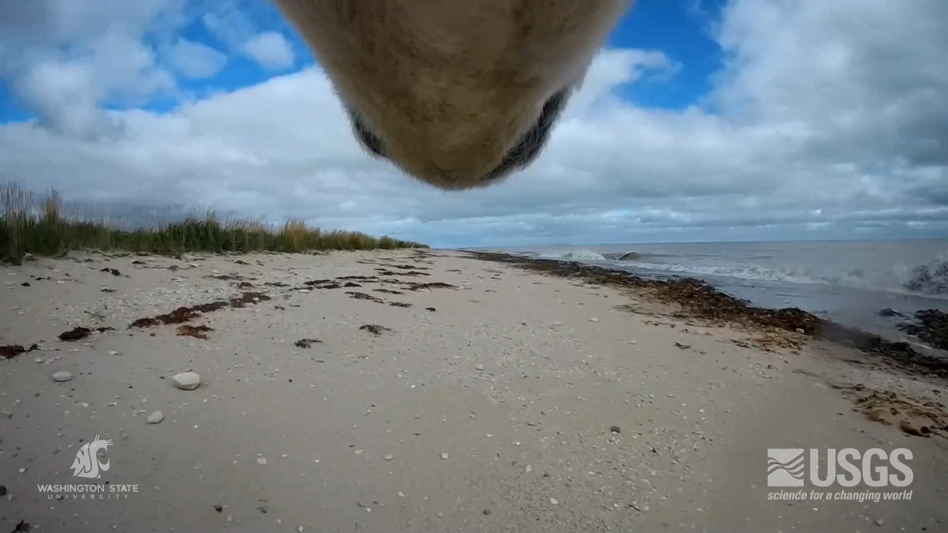 Polar-Bear-Collar-View.jpg