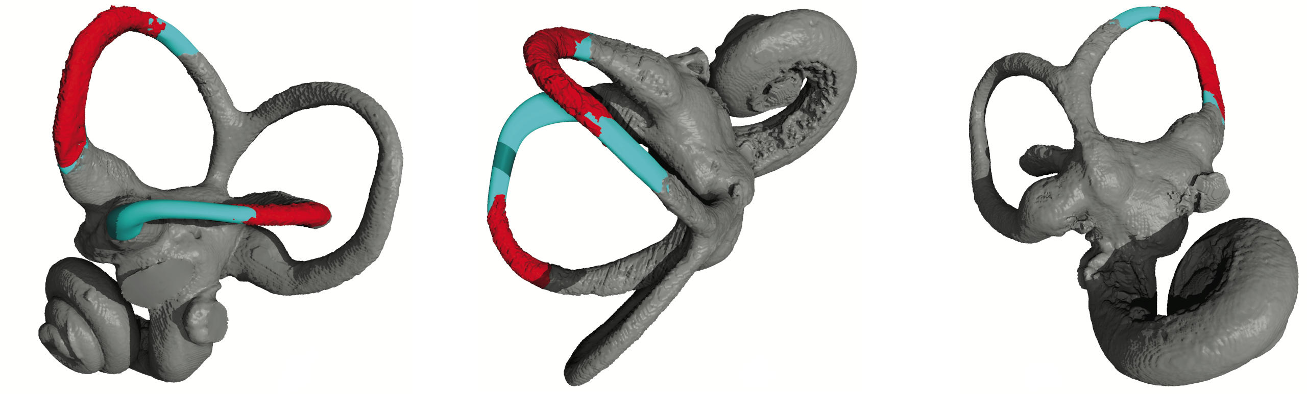 Reconstructed-Inner-Ear-of-Lufengpithecus.jpg