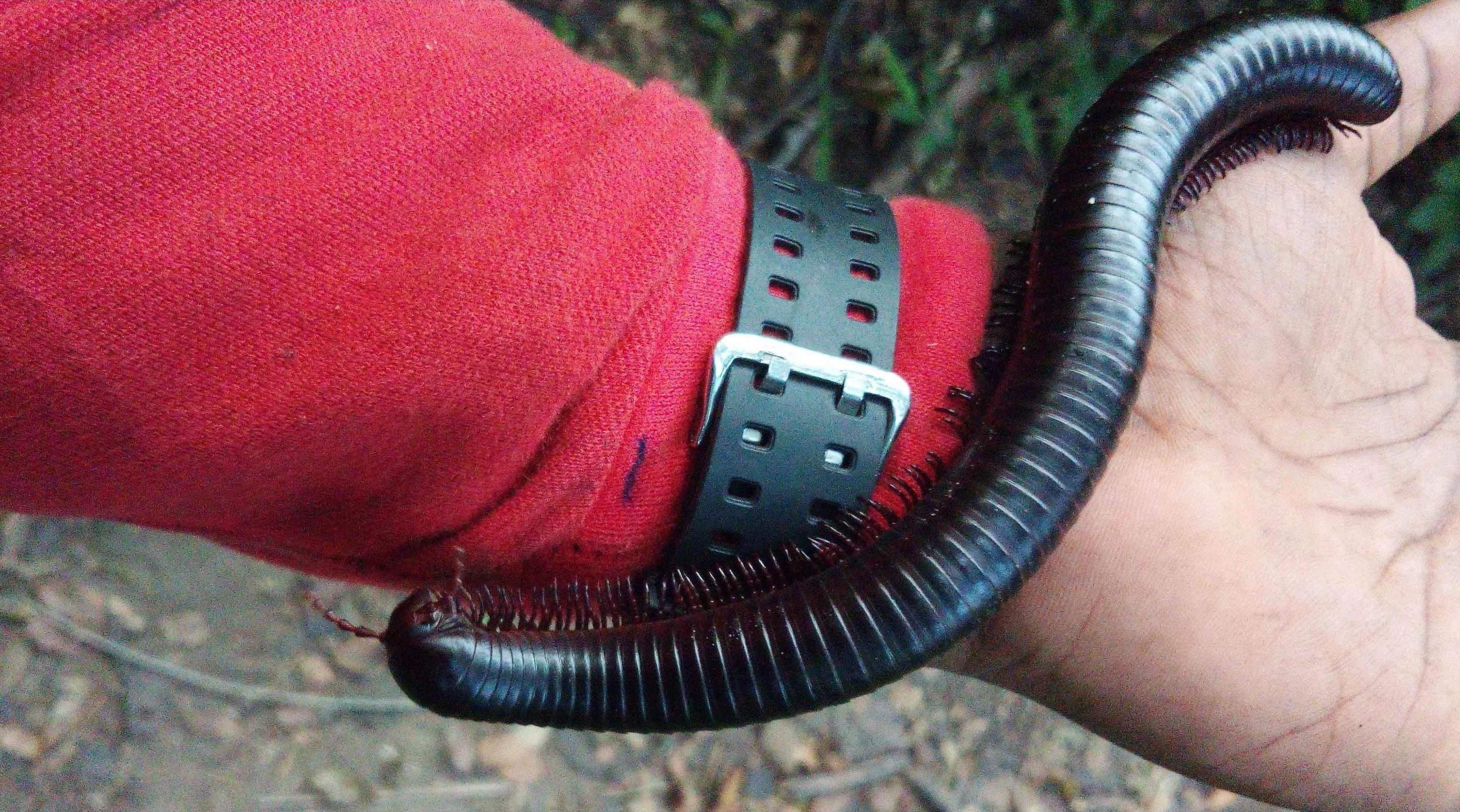 Alain-Ngute-Holds-African-Giant-Black-Millipede-scaled.jpg