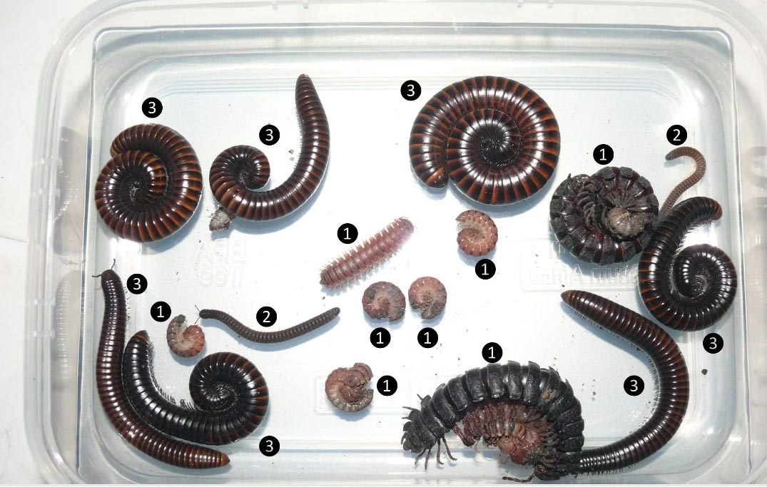Box-of-Sample-Millipedes-Tanzania.jpg