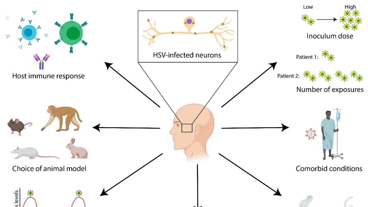 herpes-virus-and-dementia-risk-study-20240215041304.webp