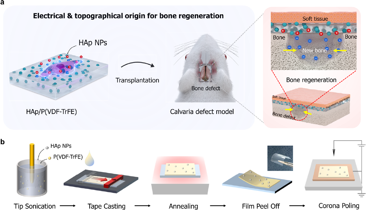 Design-and-Characterization-of-Piezoelectrically-and-Topographically-Originated-Biomimetic-Scaffolds.png