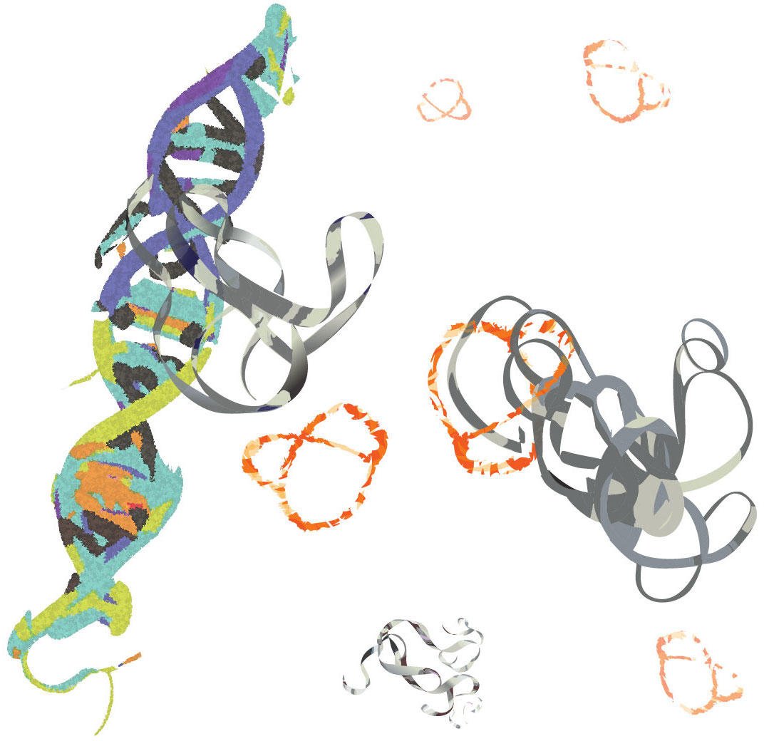 MYC-Protein-in-Action.jpg