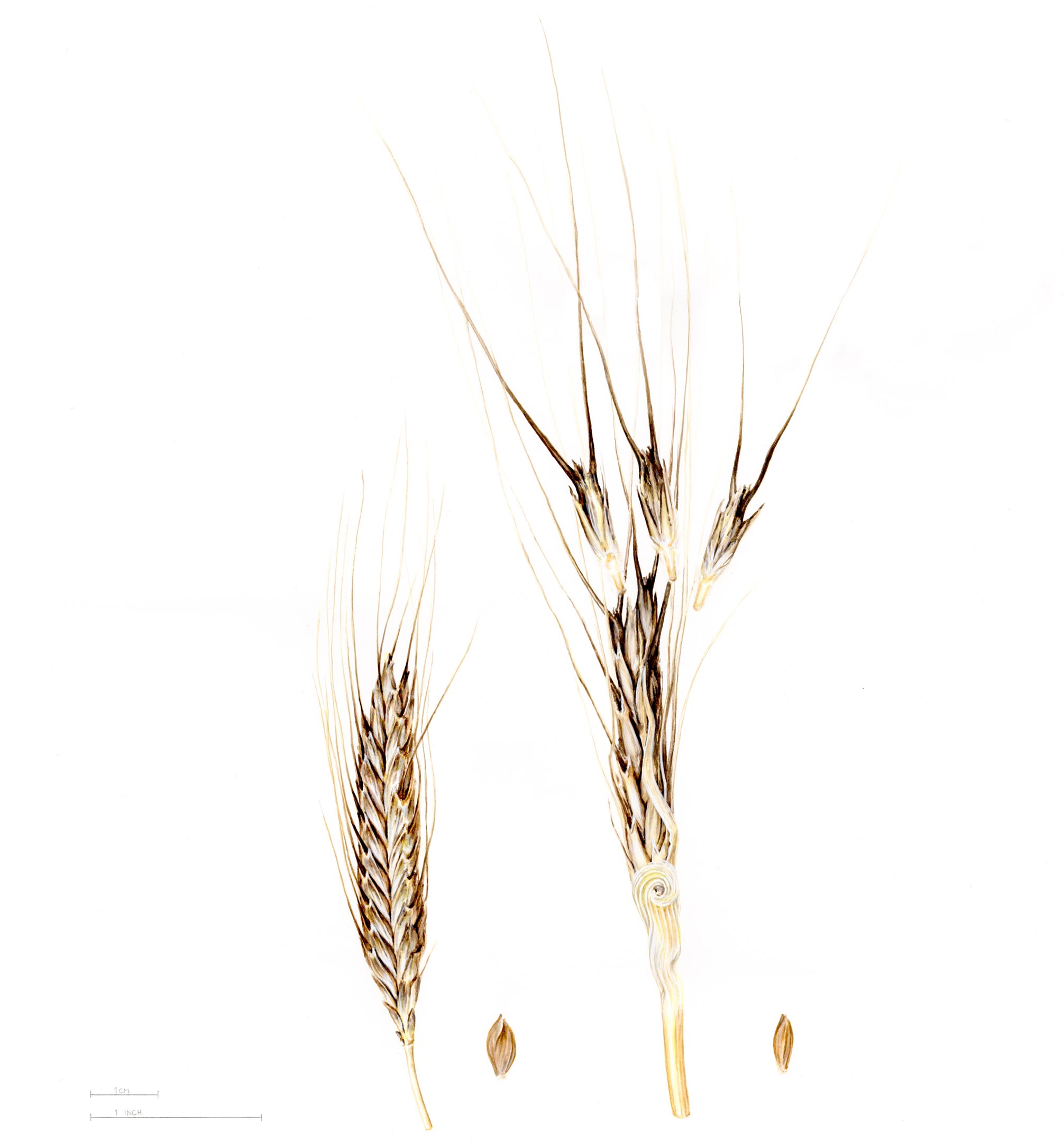 Painting-of-Triticum-monococcum.jpg