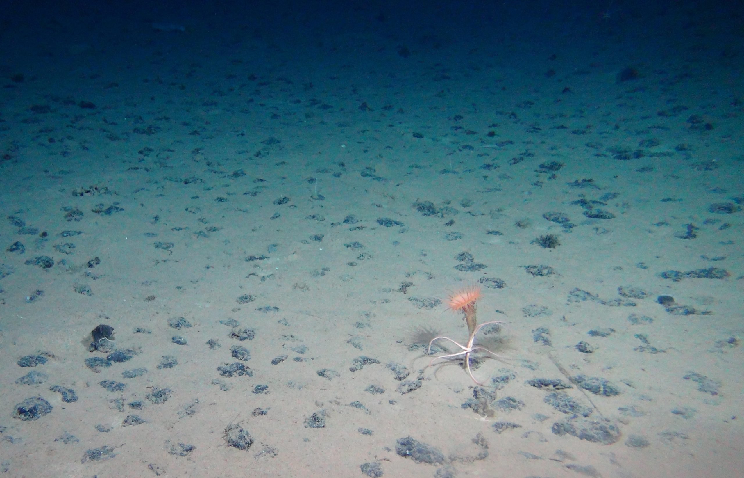 Field-of-Manganese-Nodules-on-the-Sea-Floor-scaled(1).jpg