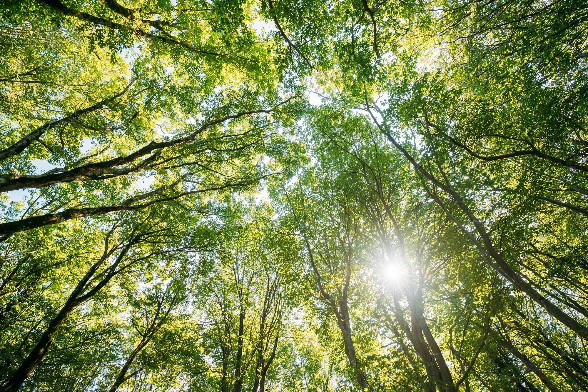 Deciduous-Forest-Shade.jpg