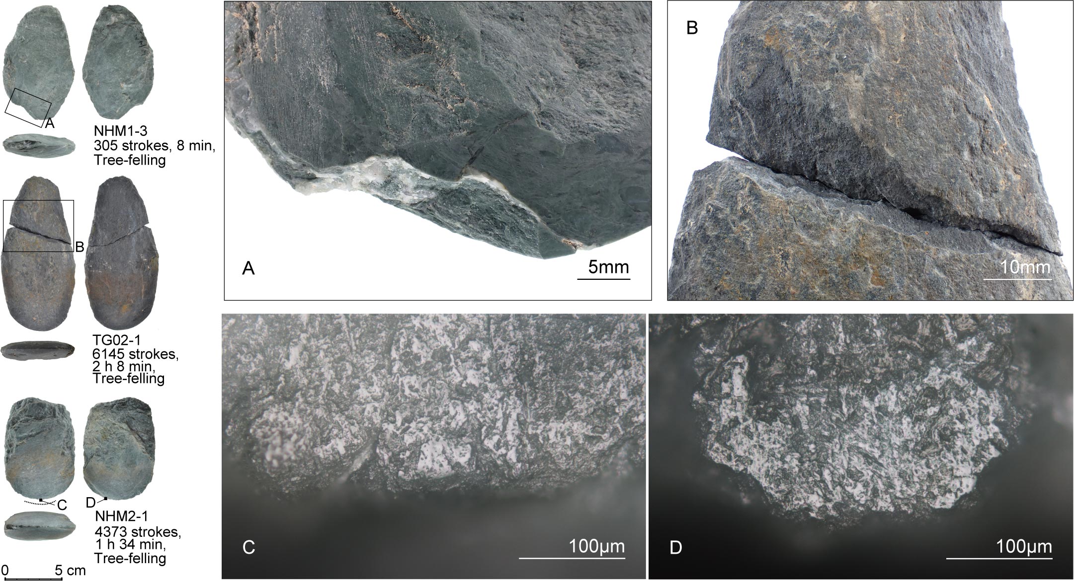 Traces-Left-by-Tree-Felling-Experiments-on-Replica-Stone-Age-Tools.jpg