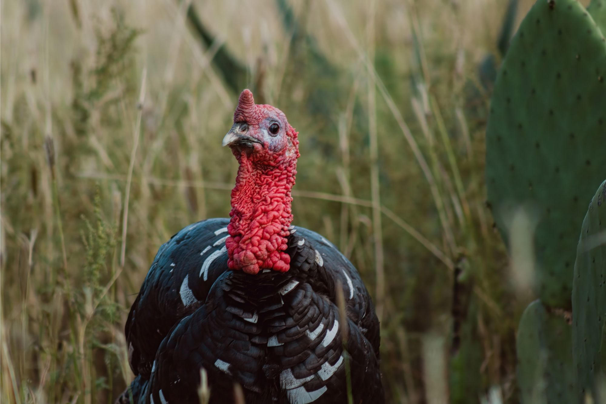 Turkey-Bird.jpg