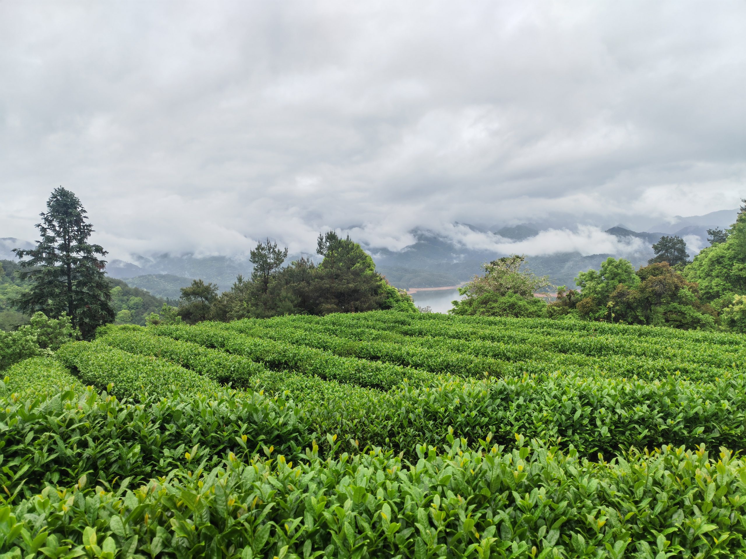 Fujian-Tea-Mountain-scaled.jpg