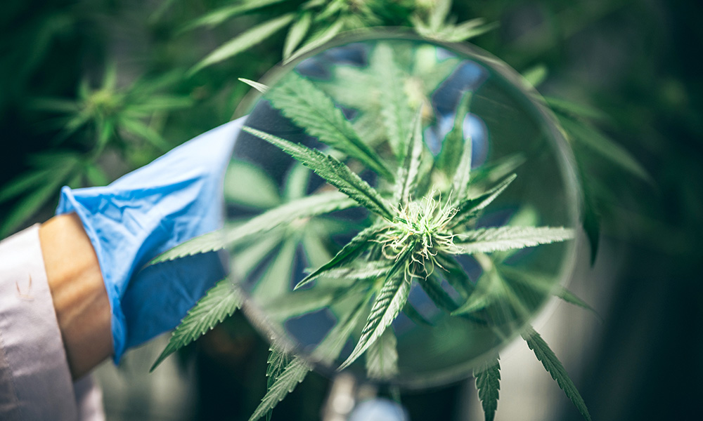 cannabis-1000.jpg