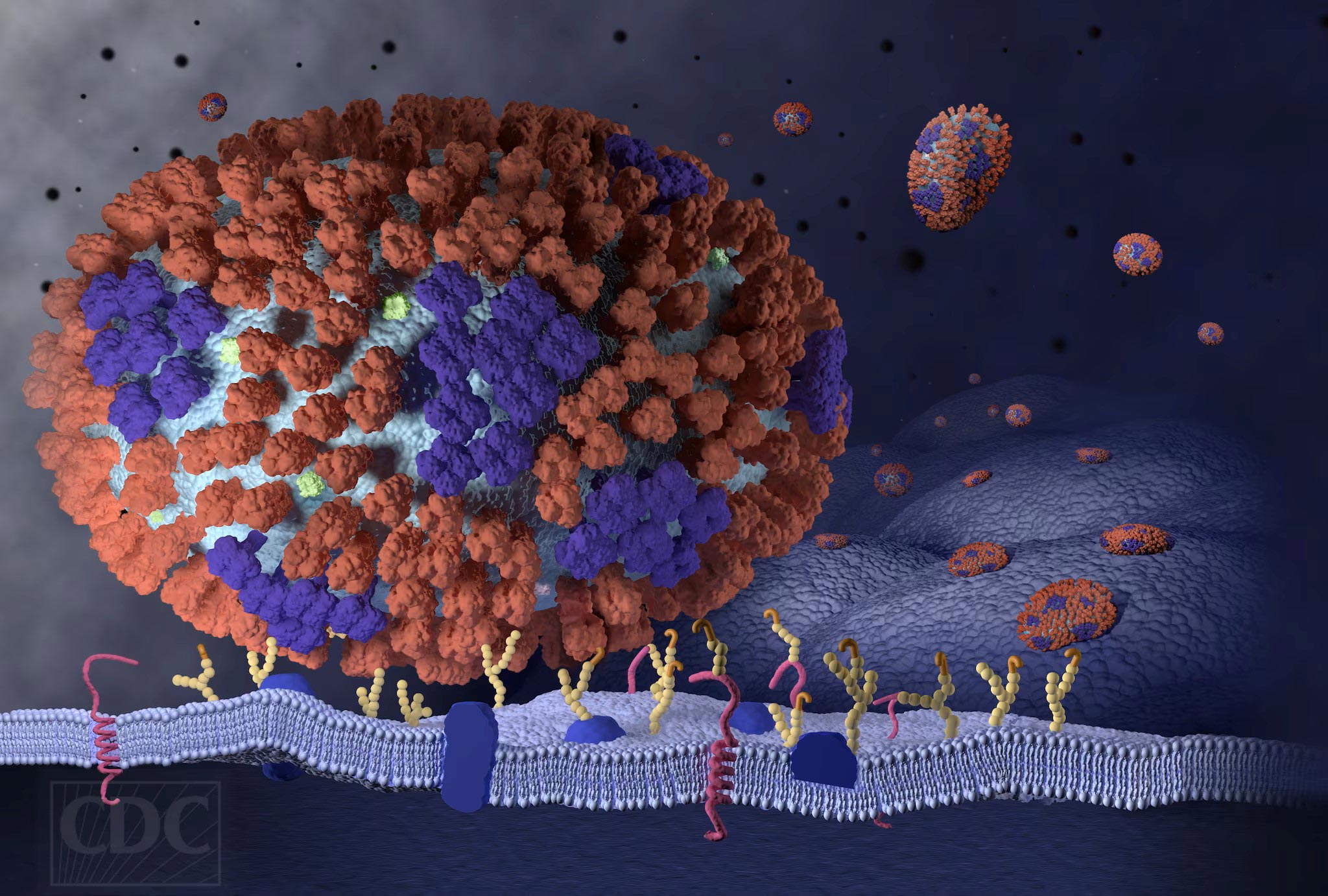 Very-Beginning-Stages-of-Influenza-Infection.jpg