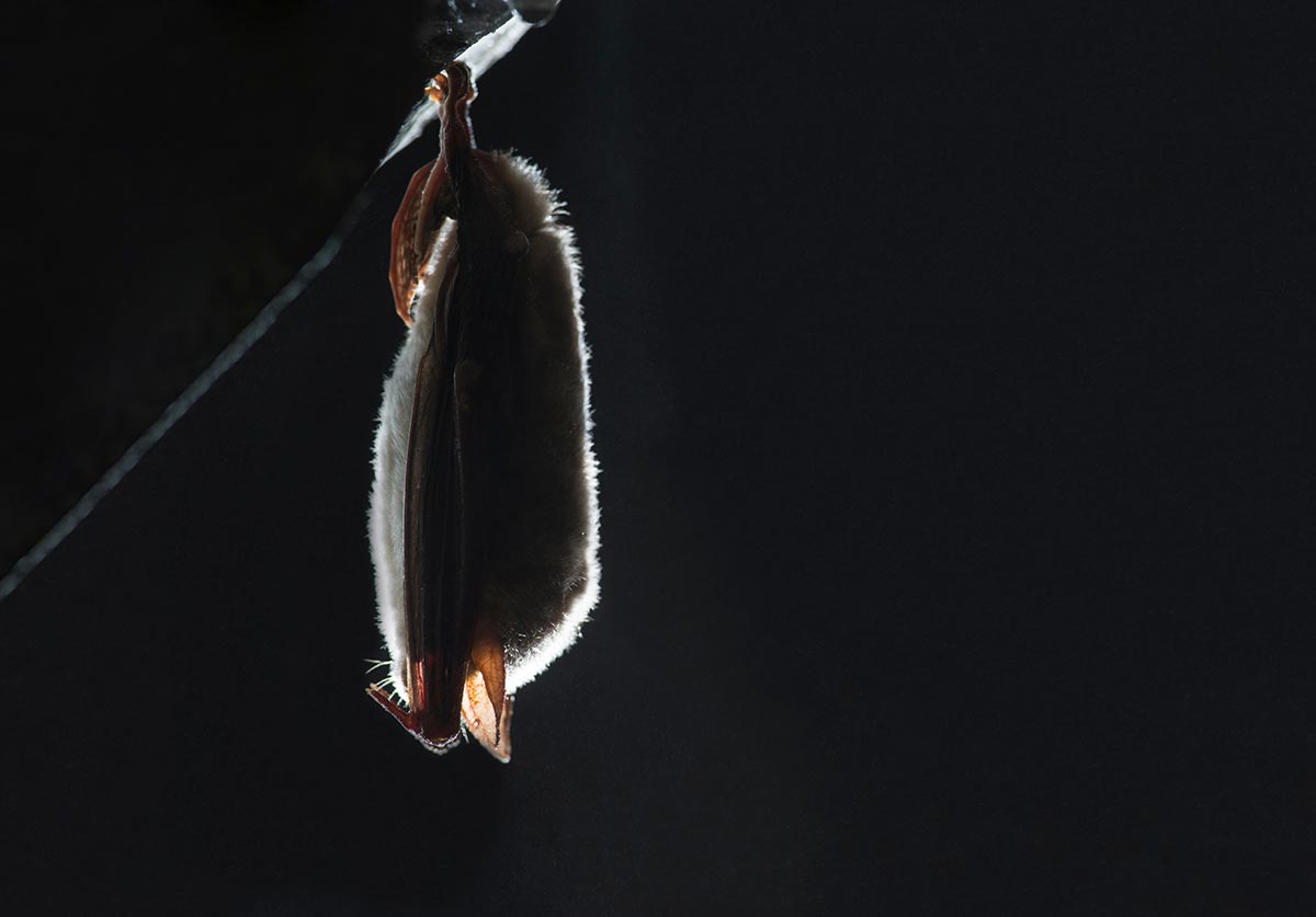 Long-Eared-Myotis-Bat.jpg