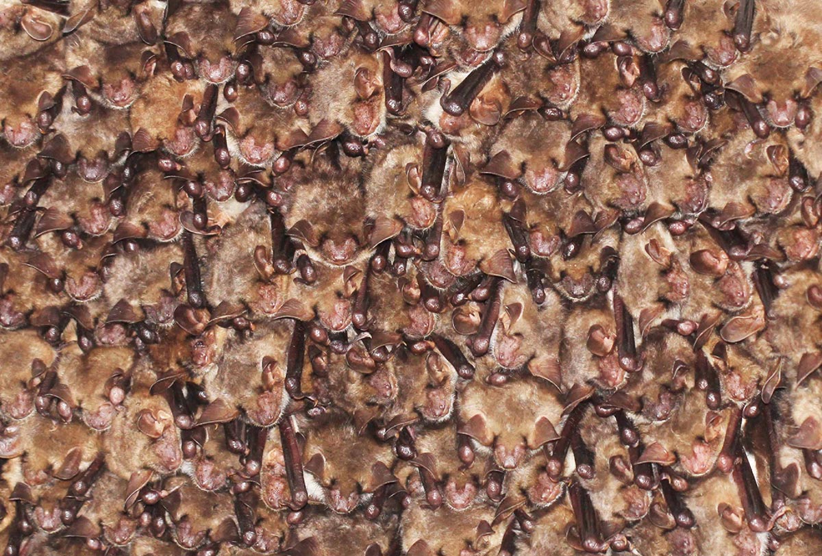 Myotis-Bat-Swarm.jpg