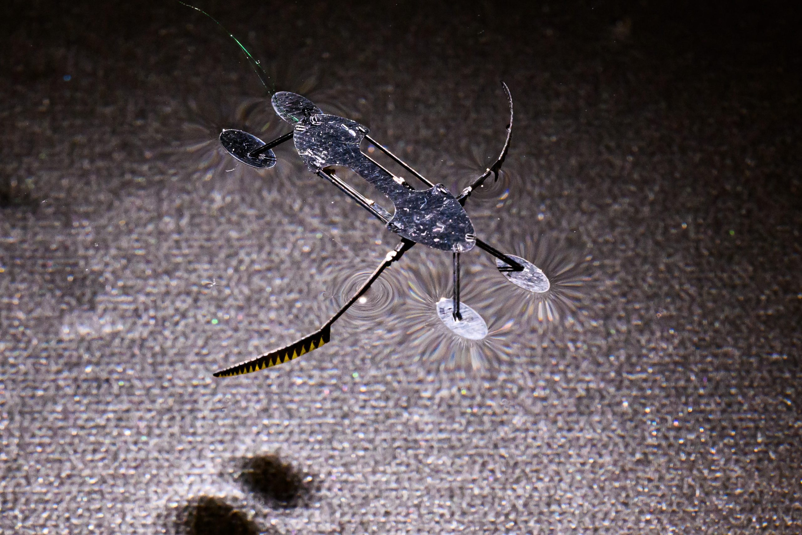 Water-Skimmer-scaled.jpg