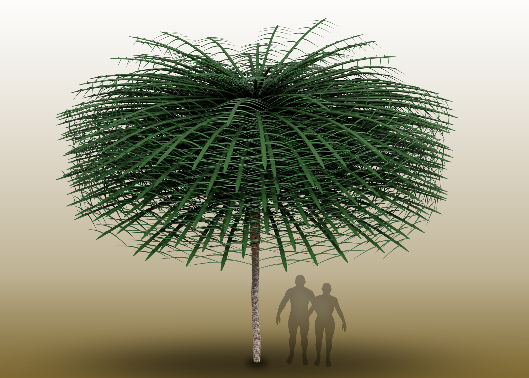 Sanfordiacaulis-Model-With-Simplified-Branching-Structure-for-Easier-Visualization.png