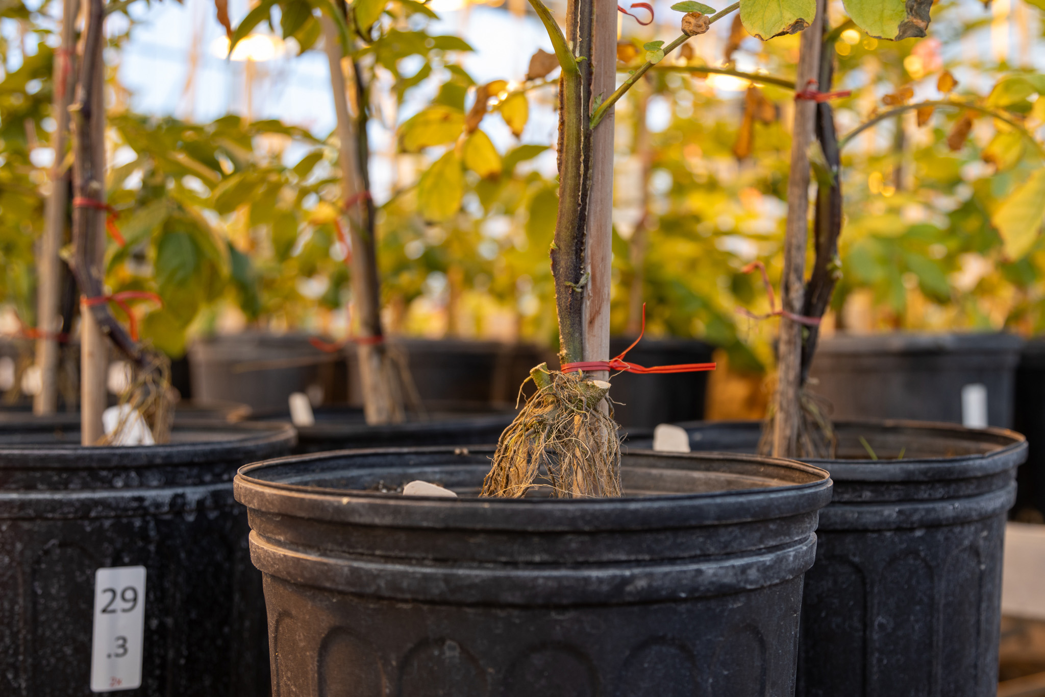 Potato-Plants-Agronomy-Farm-Greenhouse.jpg