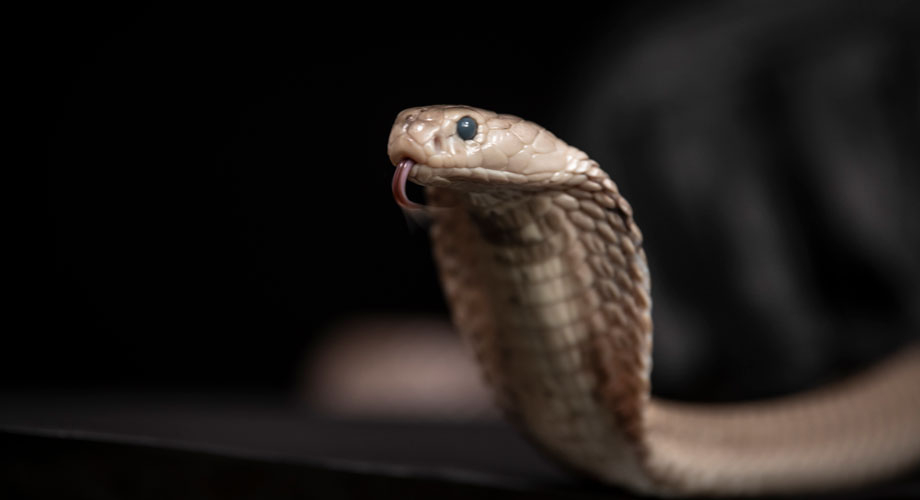 20240221-jardine-antivenom-920x500（JPEG 图像，920x500 像素）.jpg
