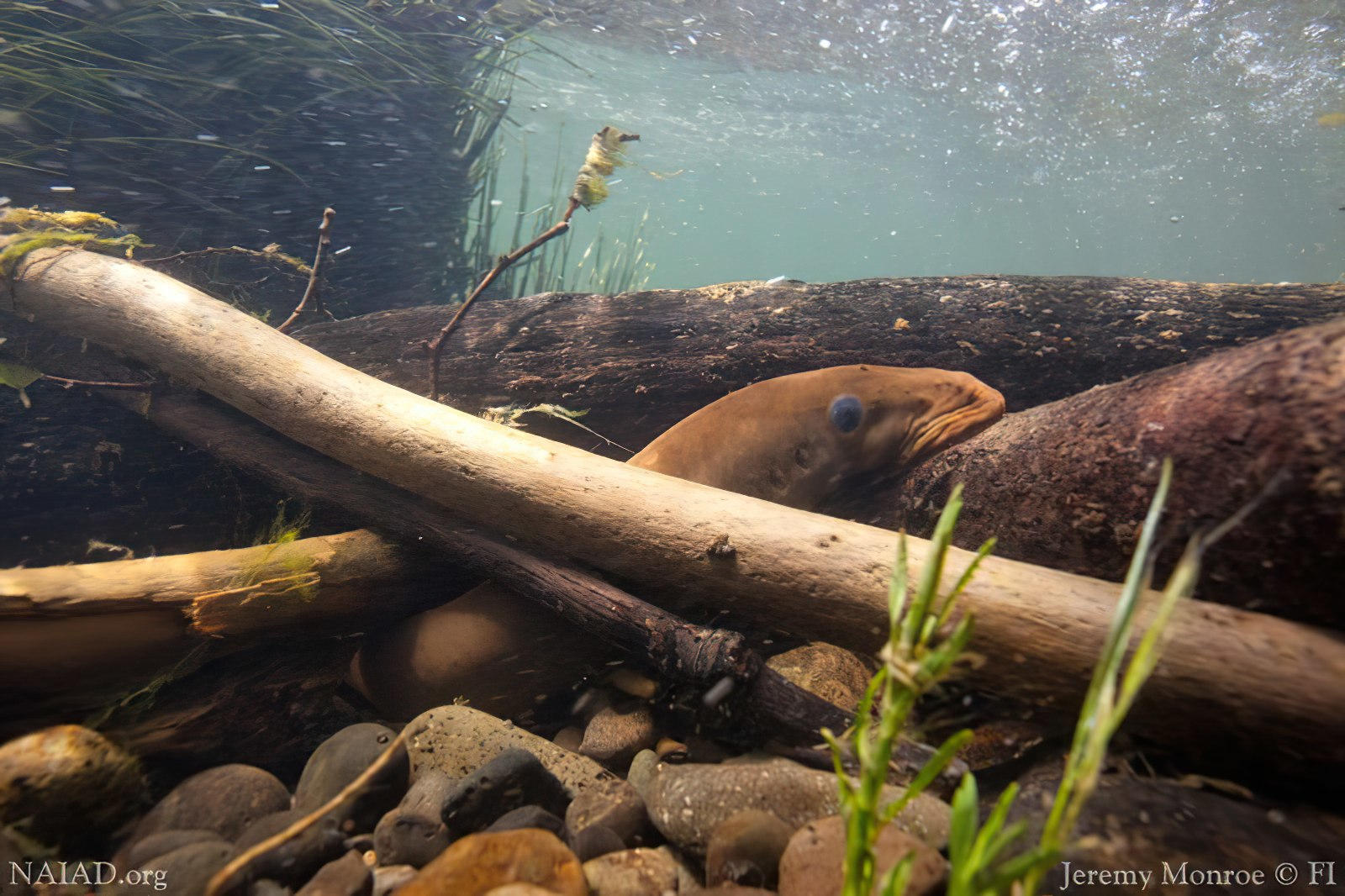 Pacific-Lamprey.jpg