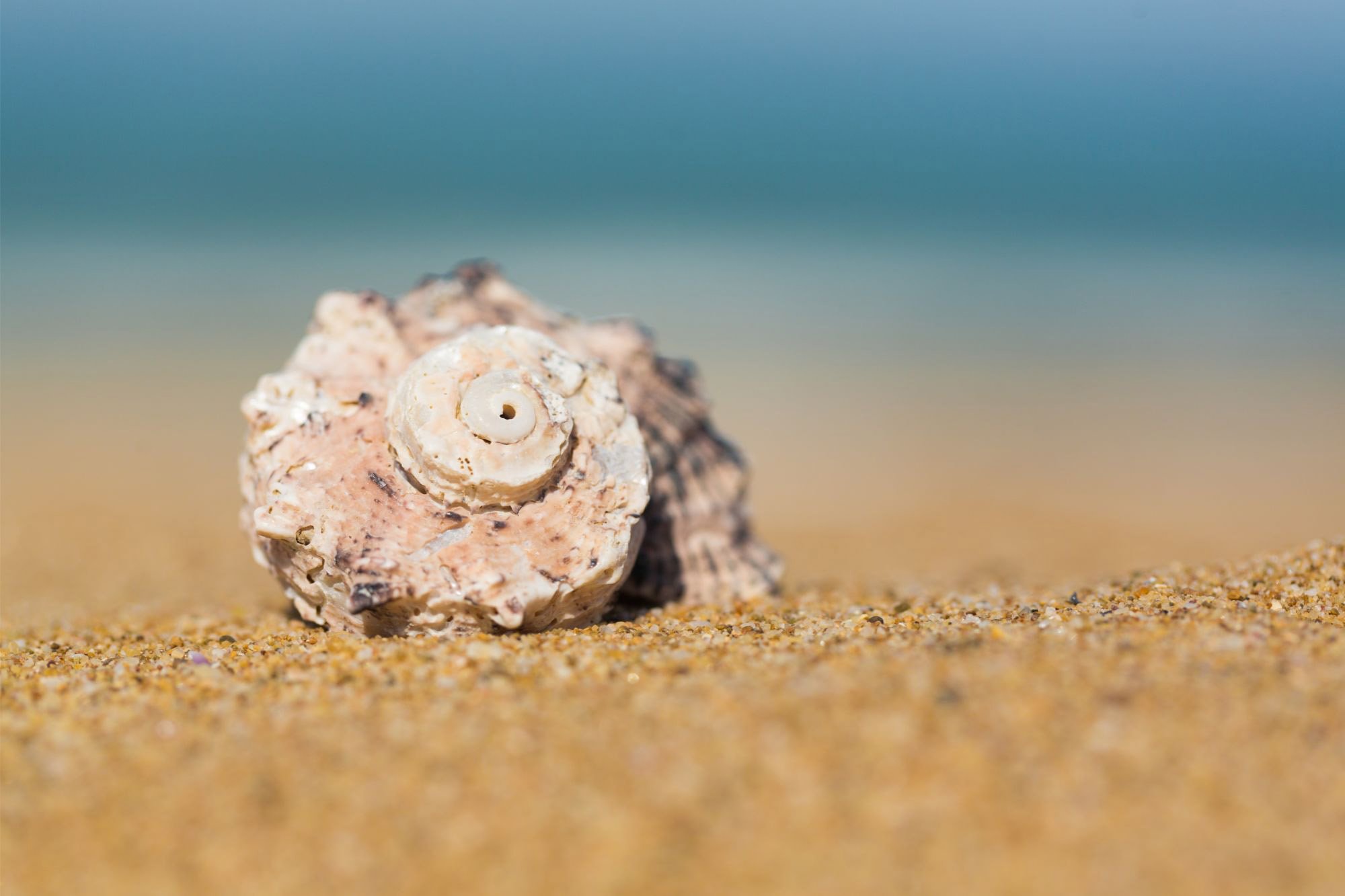 Shell-Beach.jpg