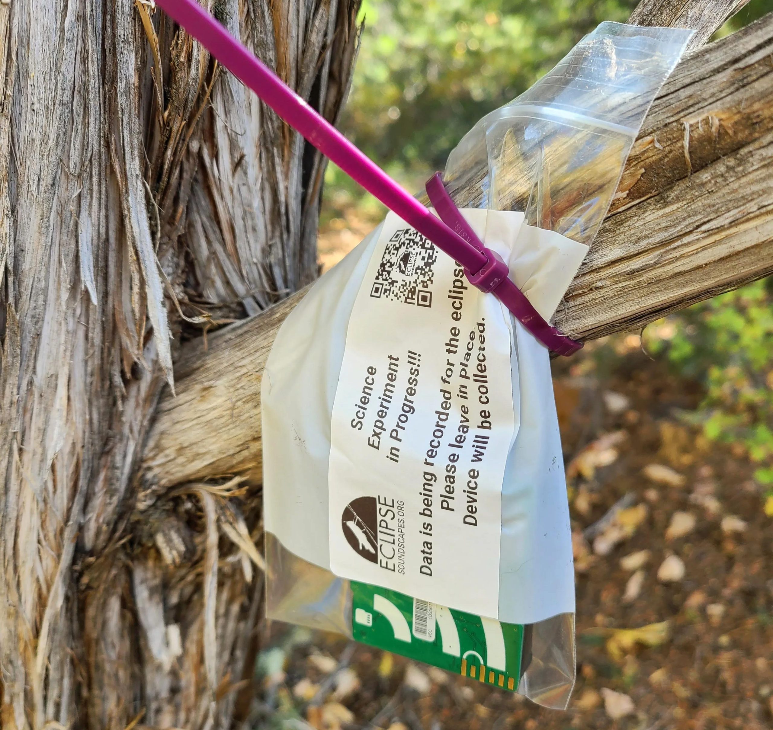 AudioMoth-Device-Hangs-From-Tree-Branch-scaled.jpg
