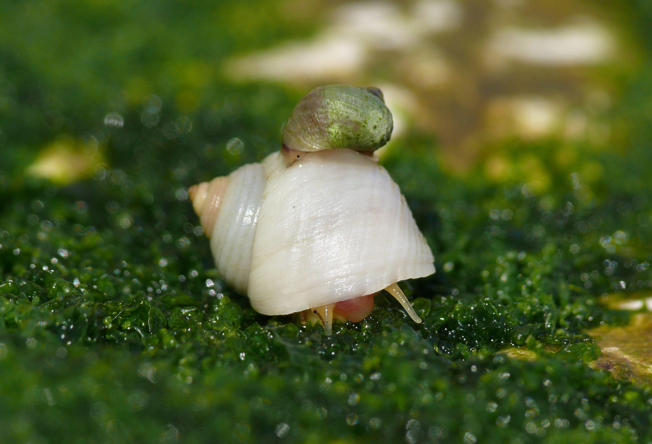 Marine-Snails-scaled.jpg