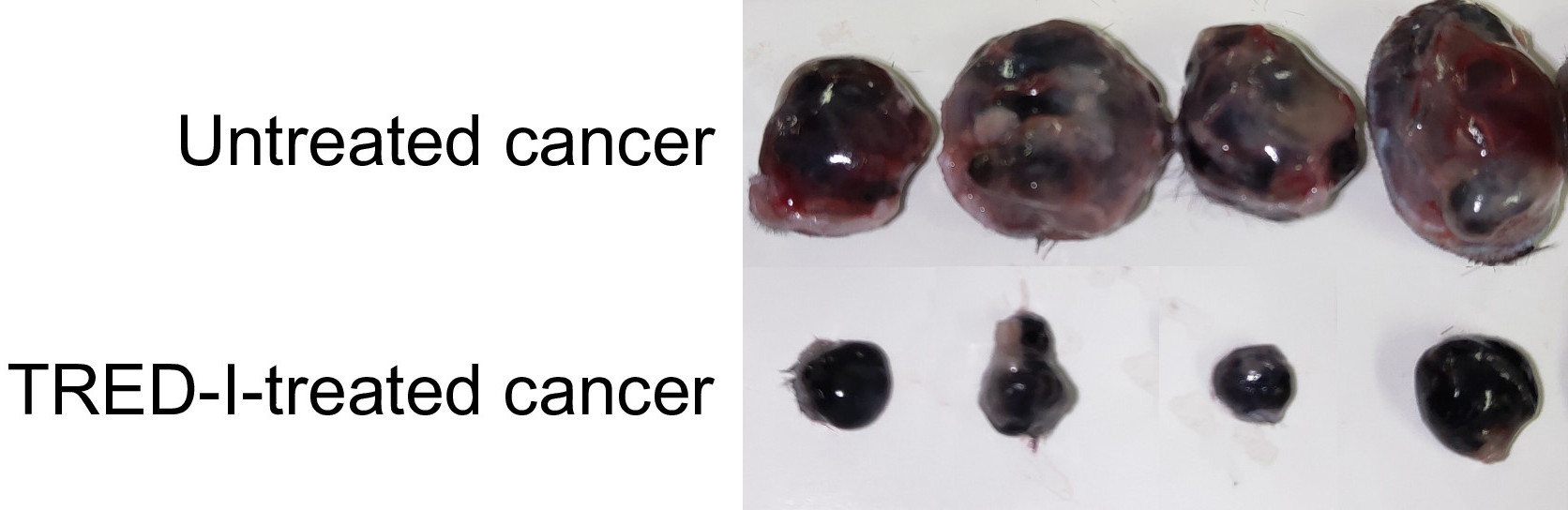Effect-of-TRED-I-on-Tumor-Size.png