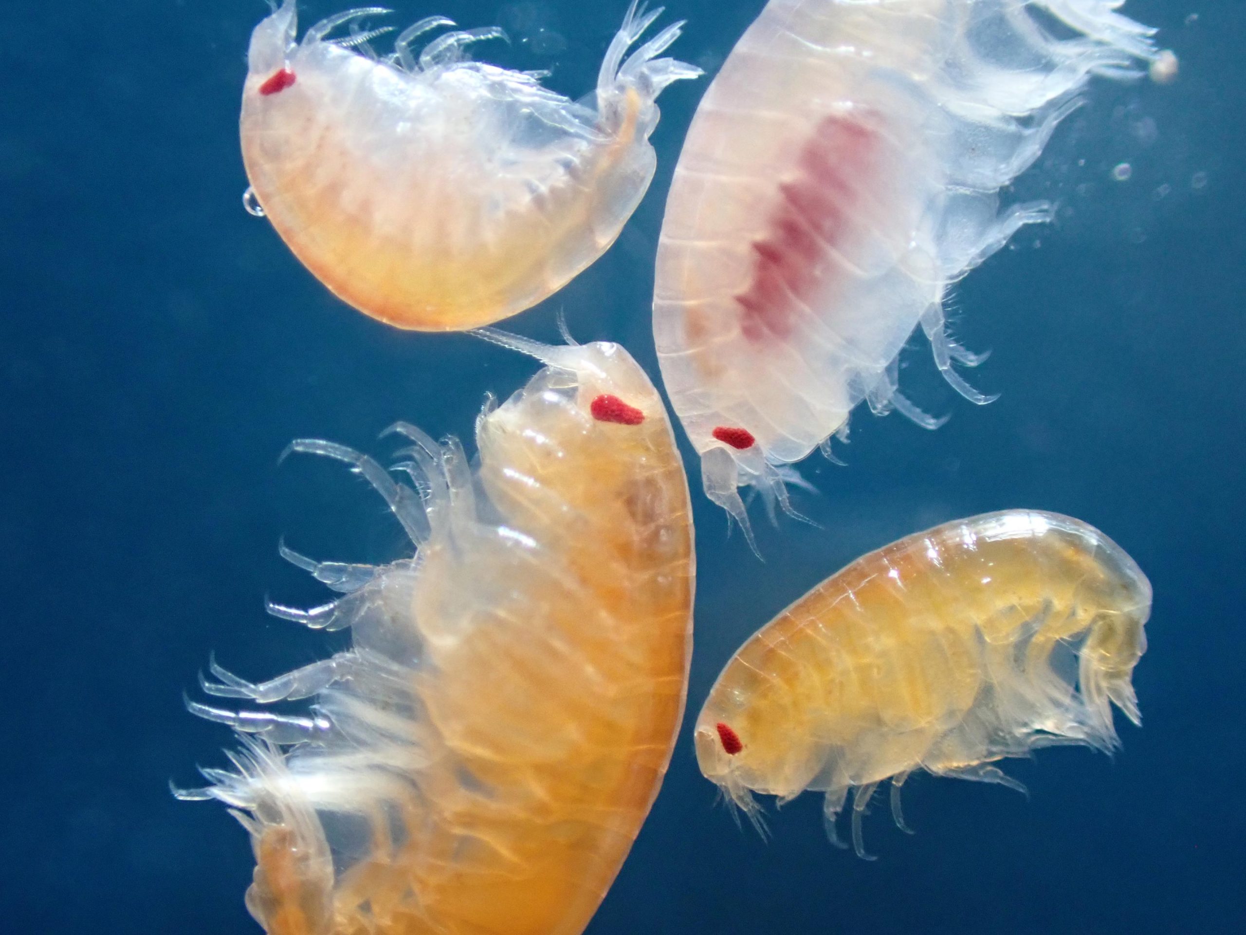 Scavenging-Amphipods-Kongsfjorden-Svalbard-scaled.jpg