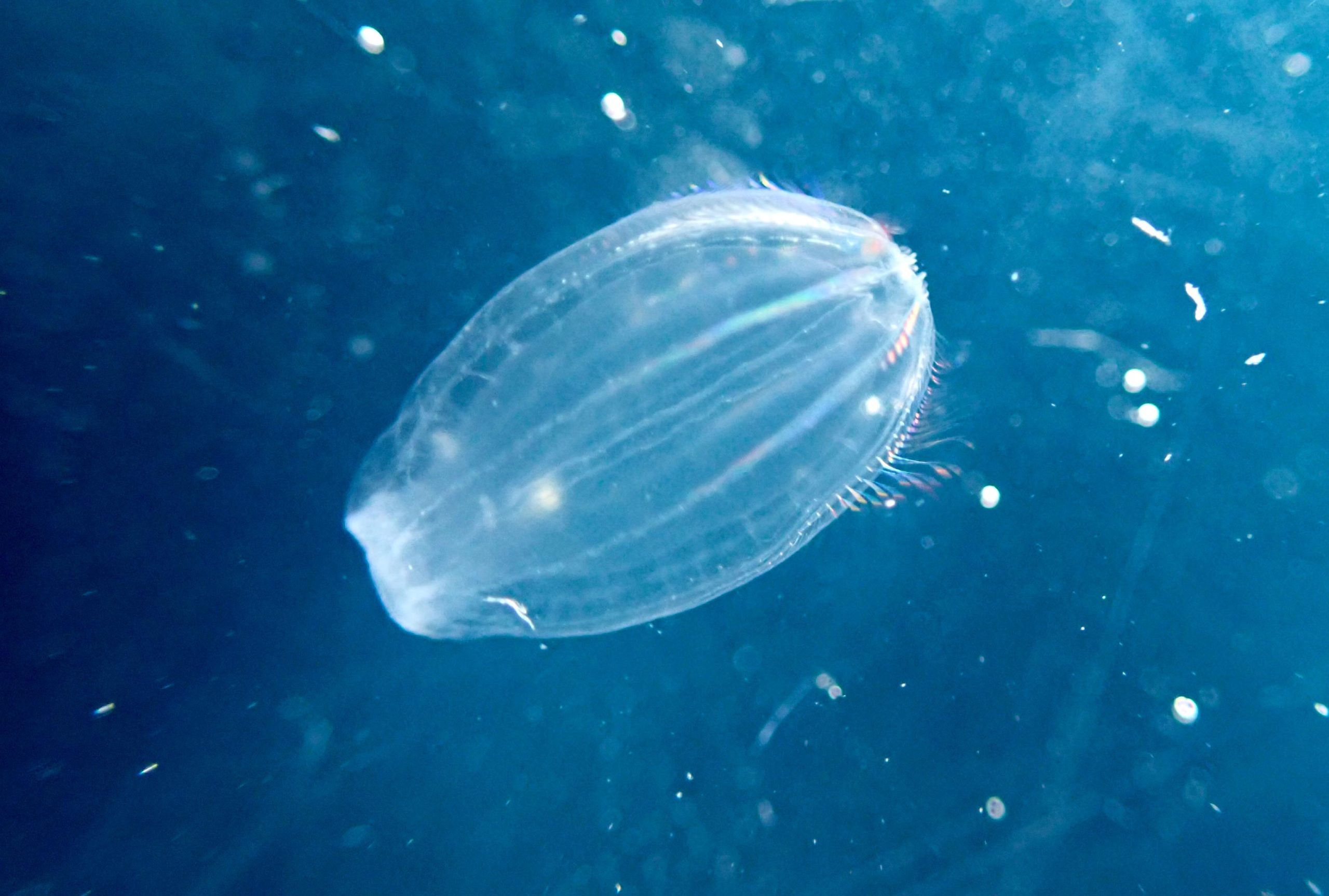 Ctenophore-Comb-Jelly-scaled.jpg