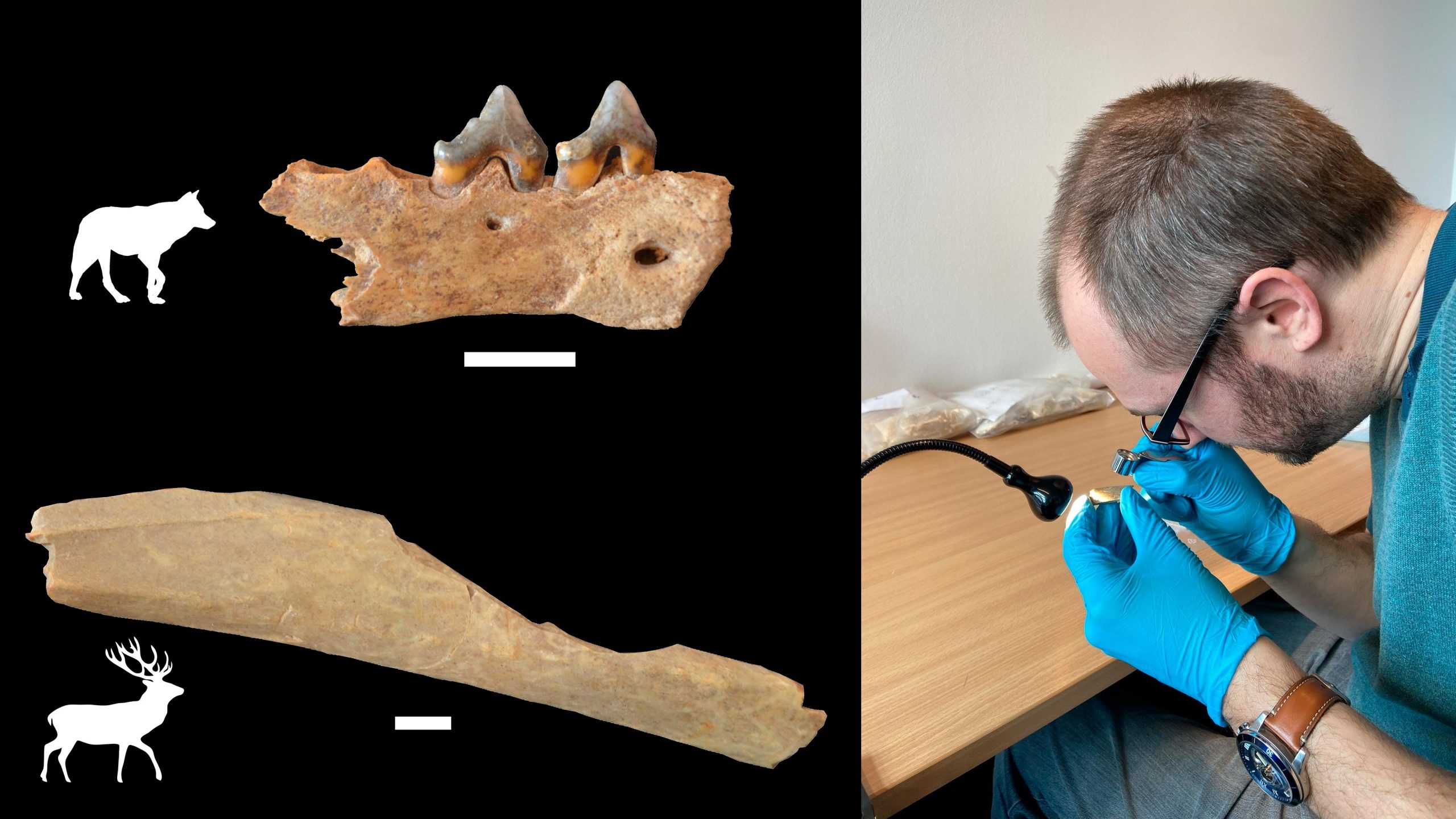 Animal-Bones-From-Ranis-scaled.jpg