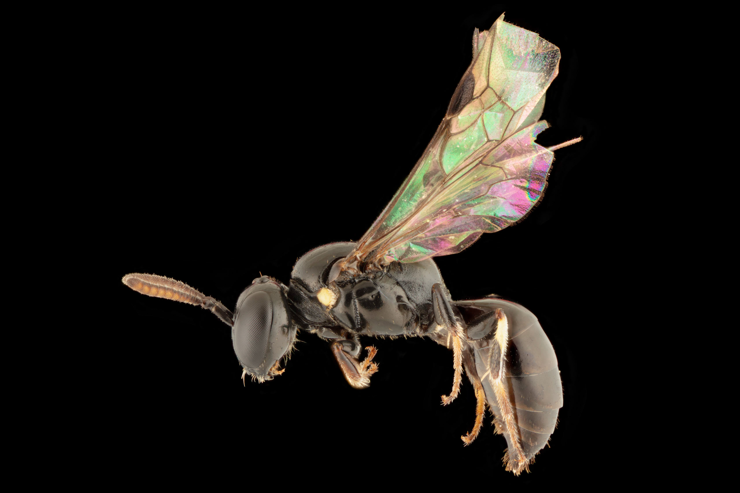 frontiers-ecology-evolution-hylaeus-navai-female-by-james-dorey-photography.jpg