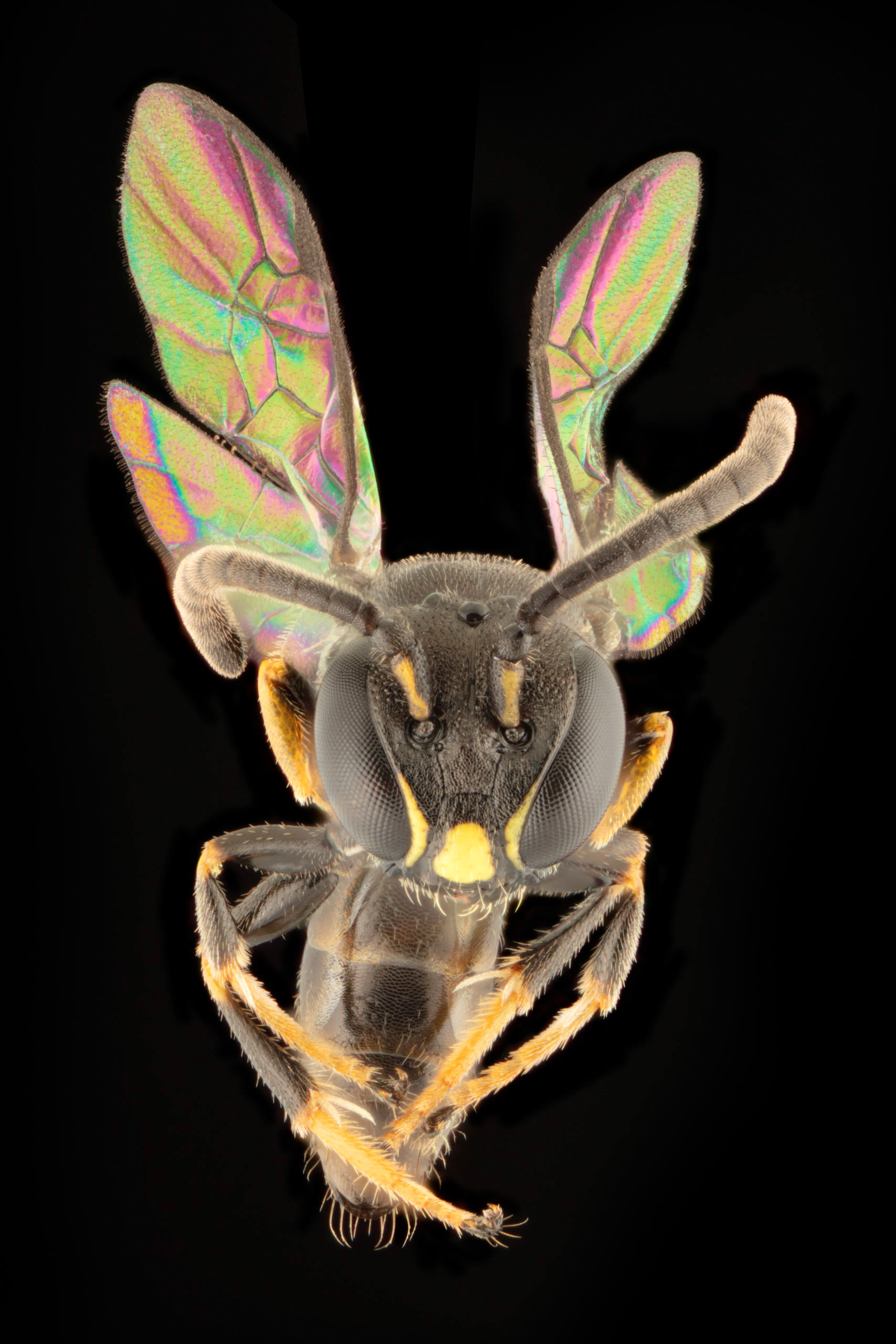 Hylaeus-derectus.jpg
