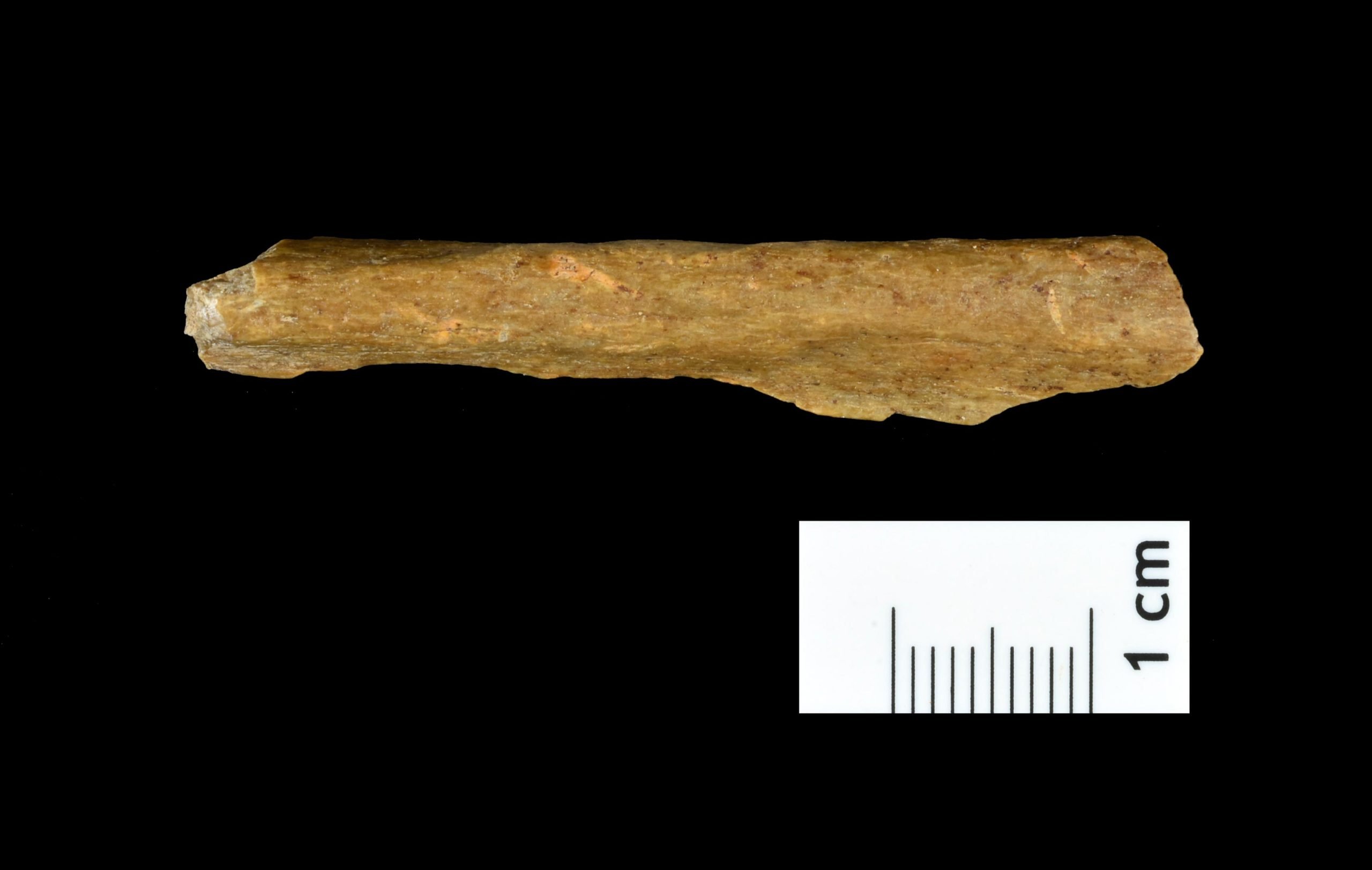 Human-Bone-Fragment-From-Ranis-scaled.jpg