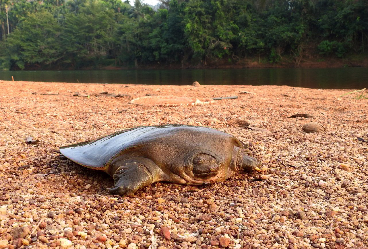 Cantors-Giant-Softshell-Turtle.jpg