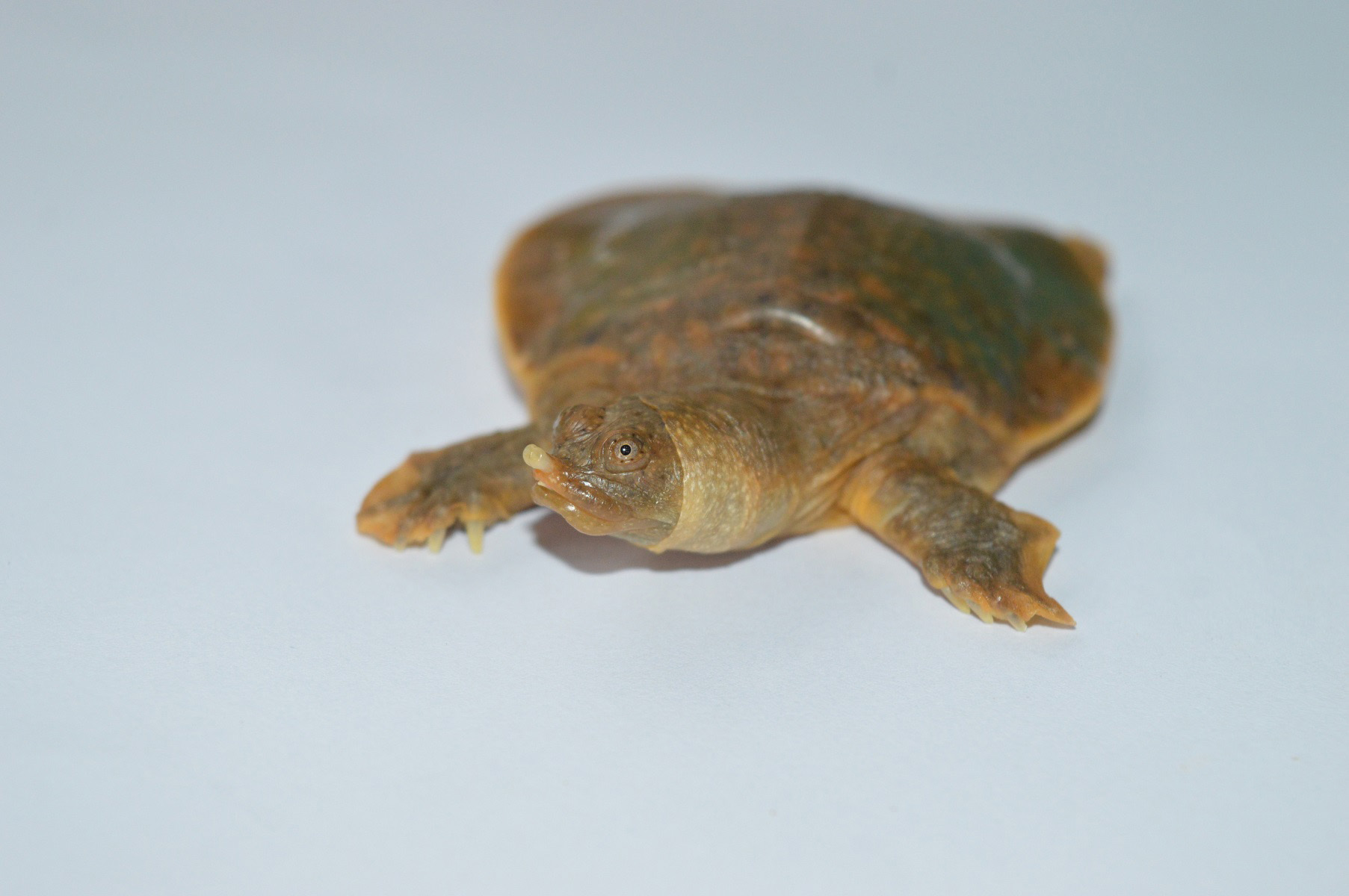 Cantors-Giant-Softshell-Turtle-Hatchling.jpg
