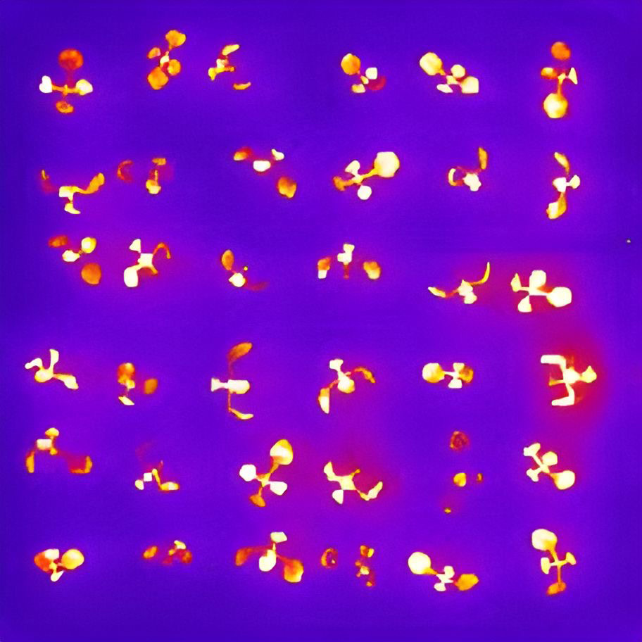 Arabidopsis-Seelings-Luminescence.jpg