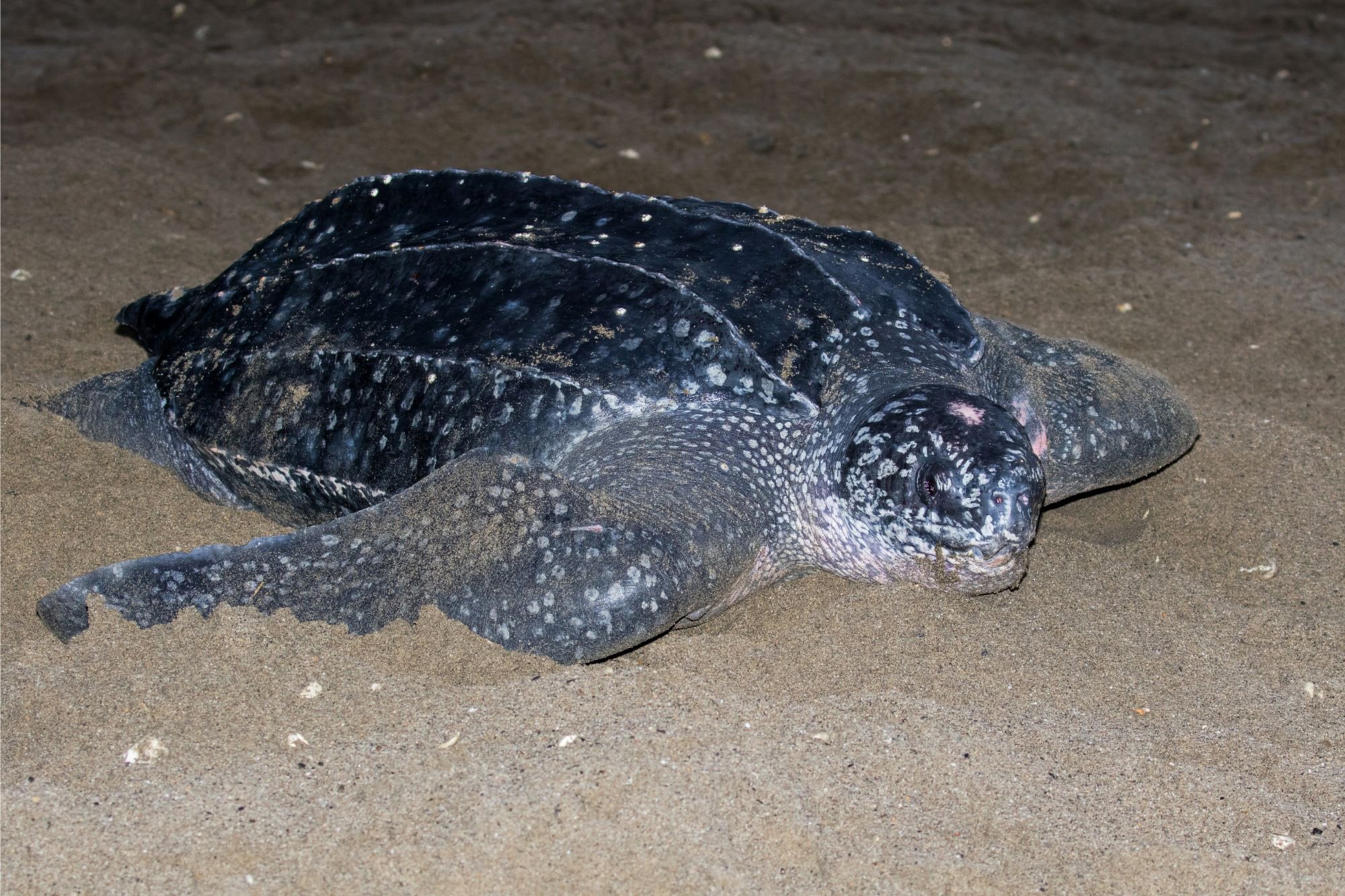 Leatherback-Sea-Turtle.jpg