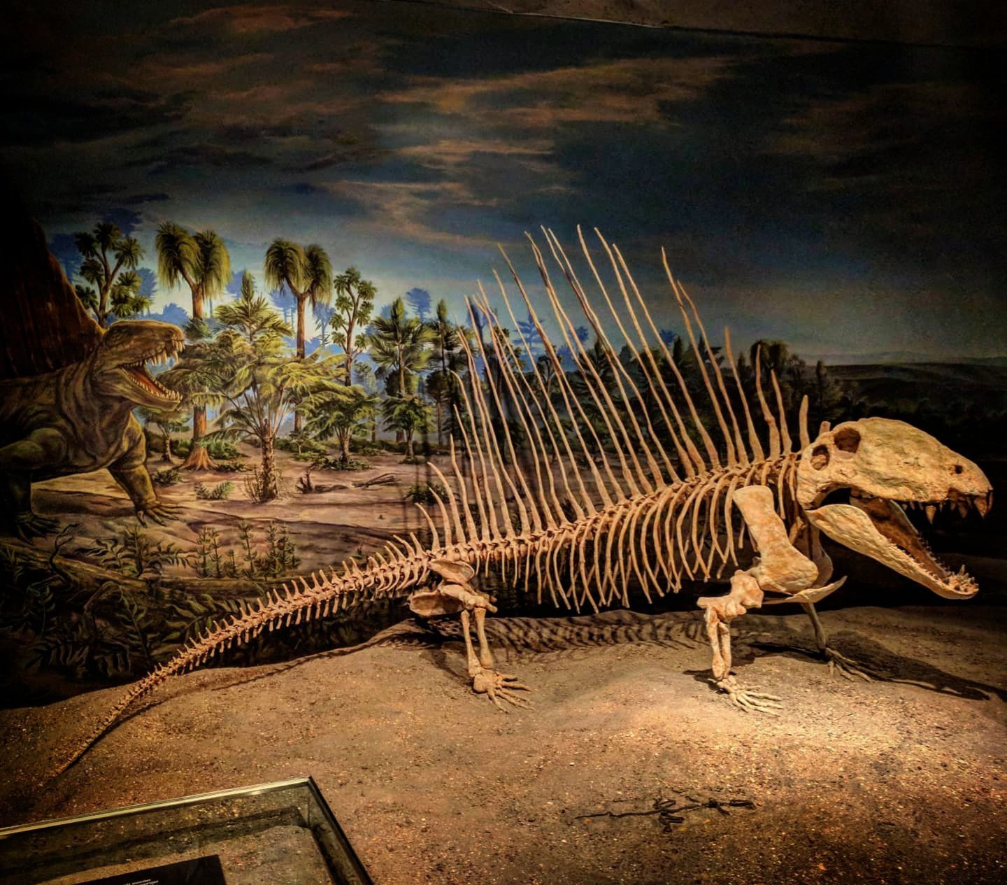 Dimetrodon.jpg
