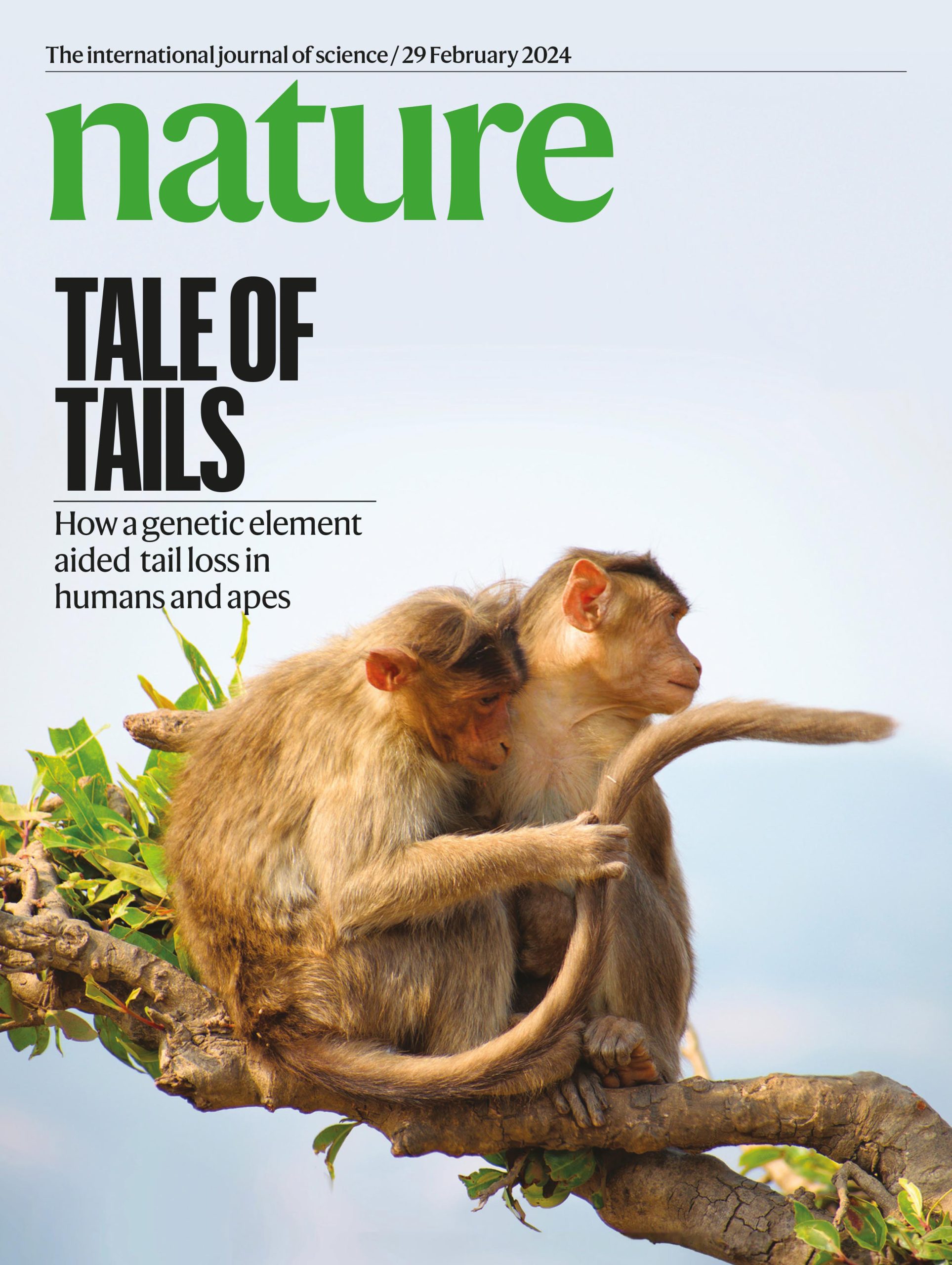 Nature-Cover-Monkey-scaled.jpg